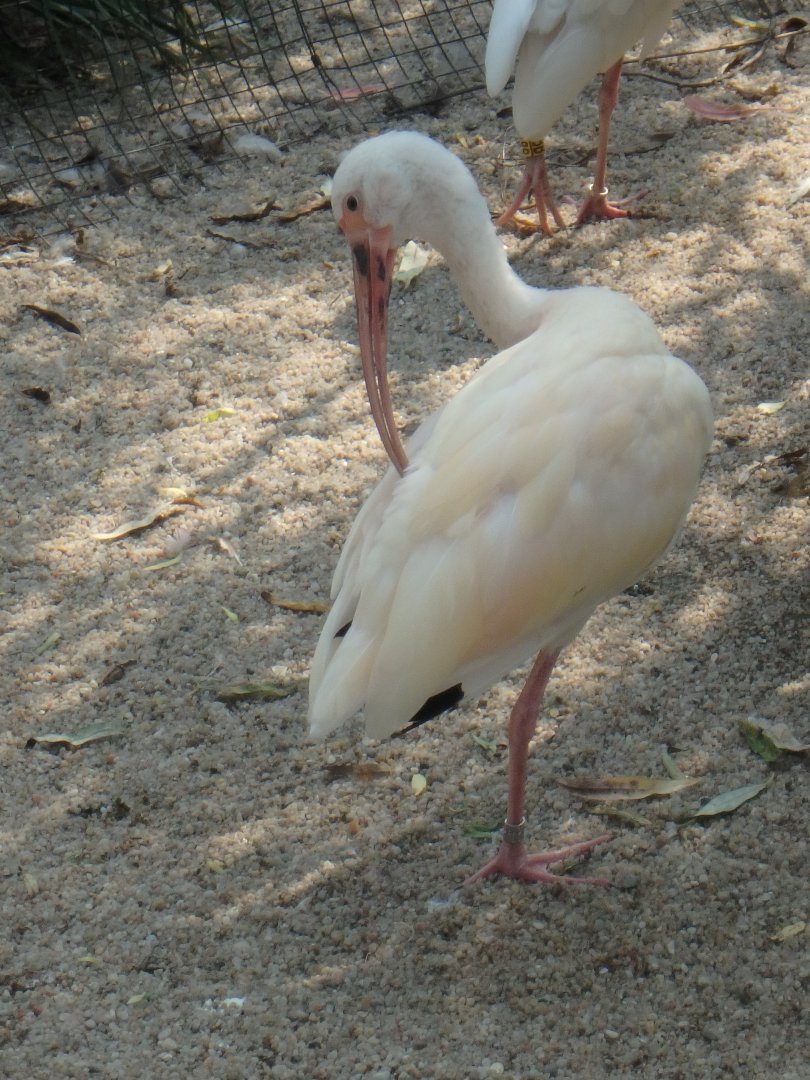 American white ibis