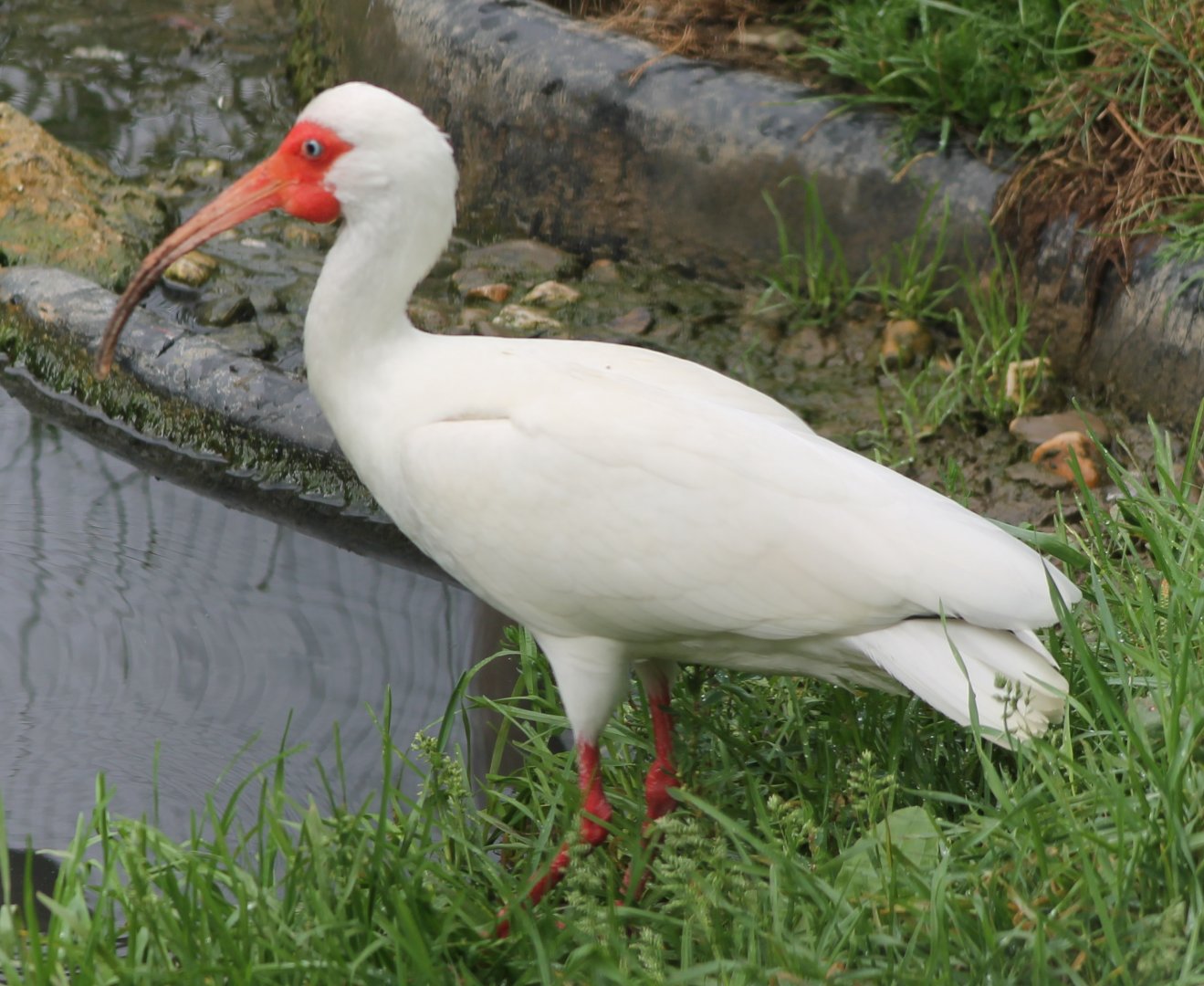 American white ibis