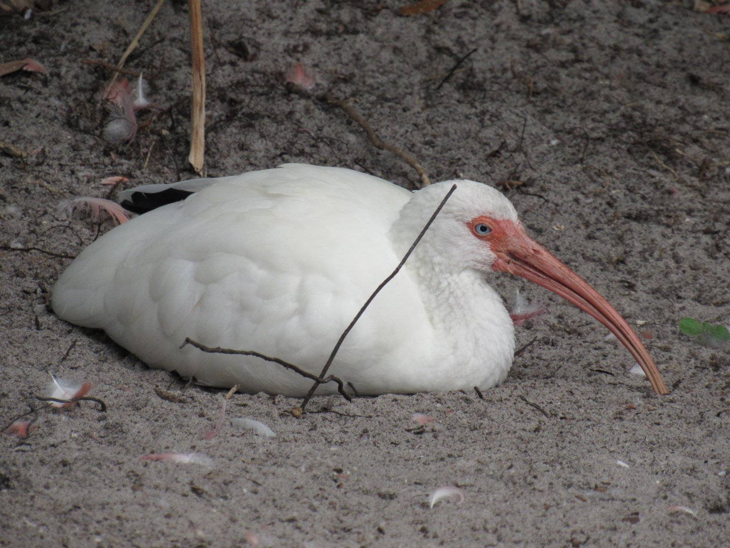 American White Ibis