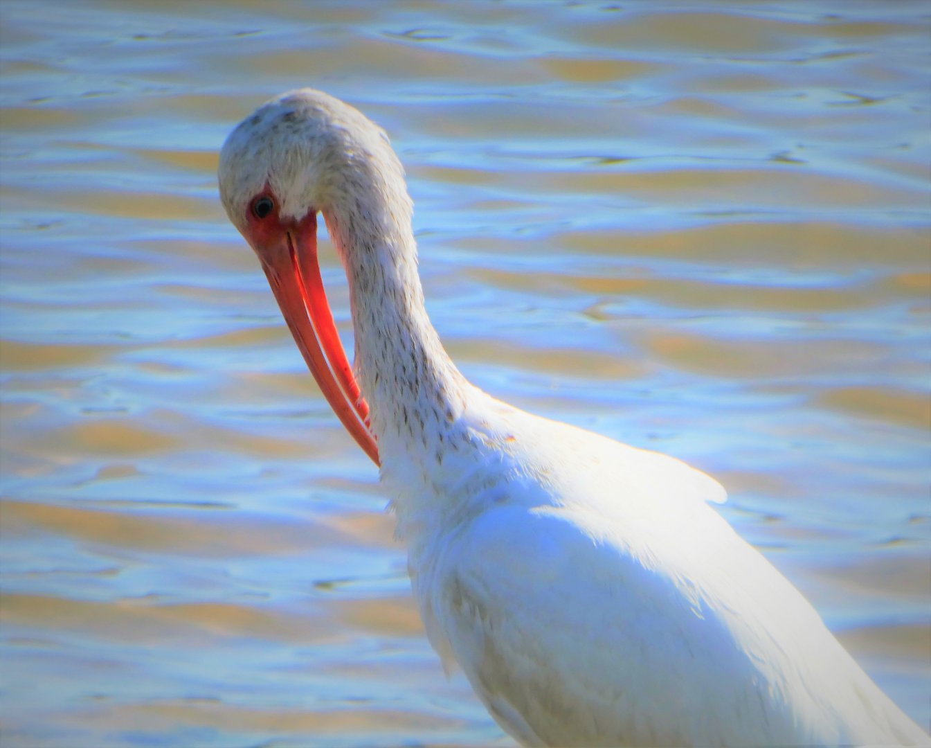 American White Ibis