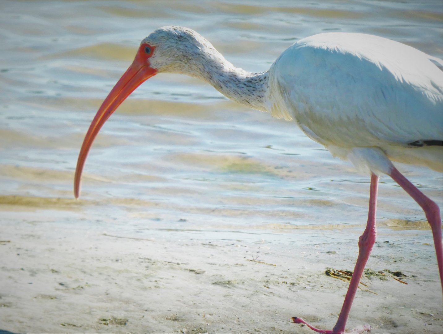 American White Ibis