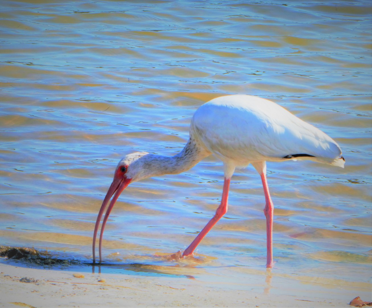 American White Ibis