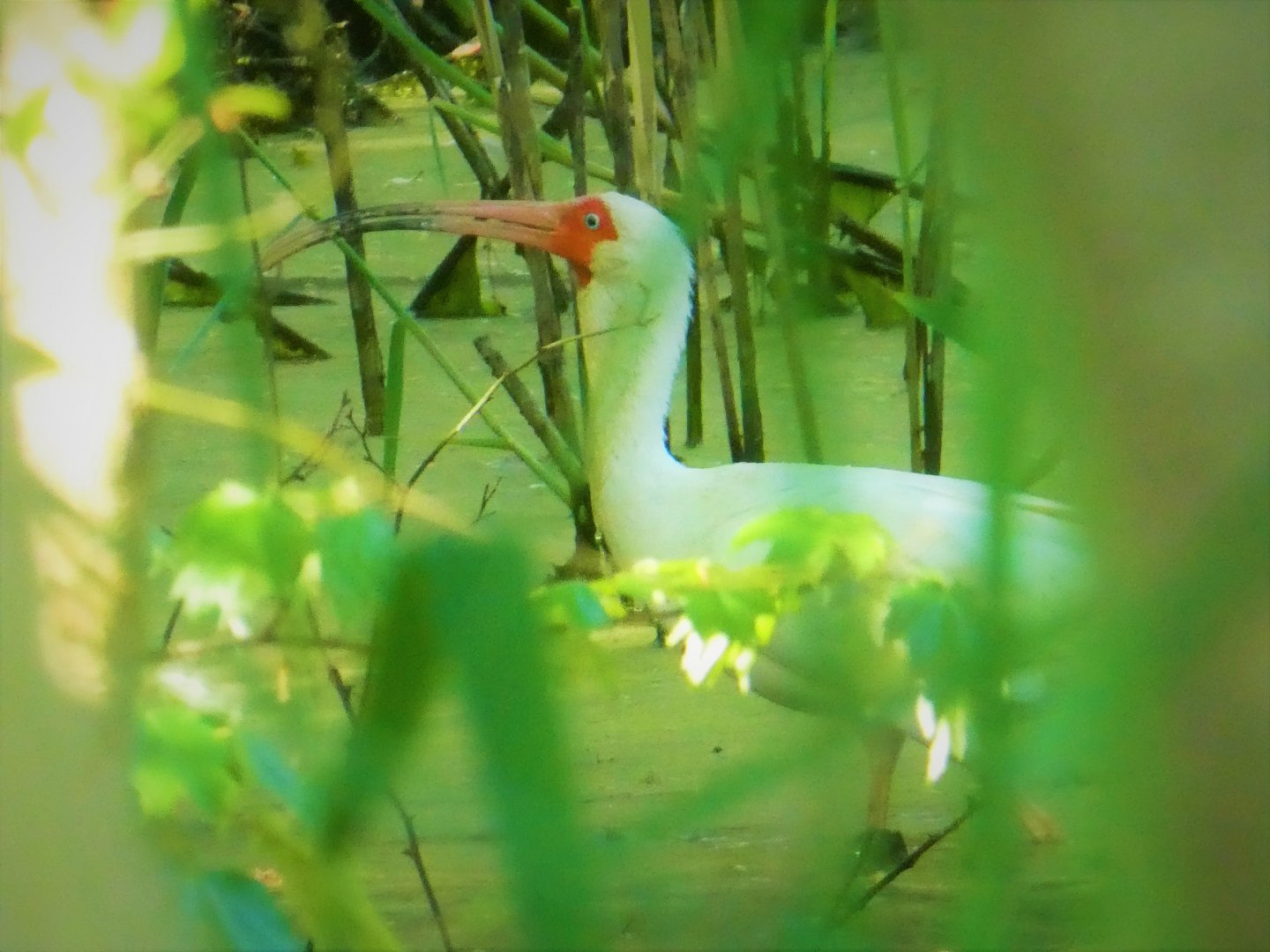 American White Ibis