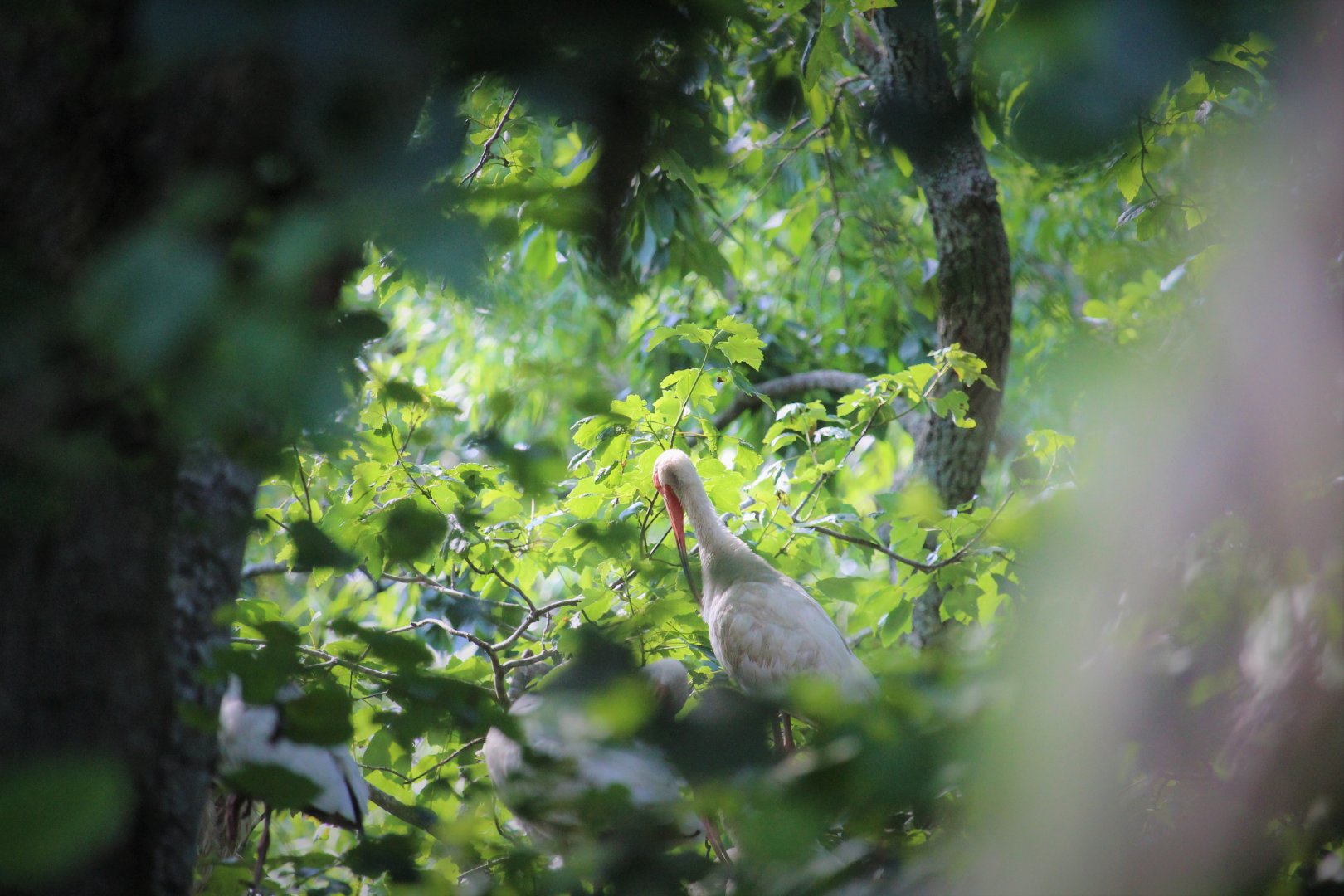 American White Ibis