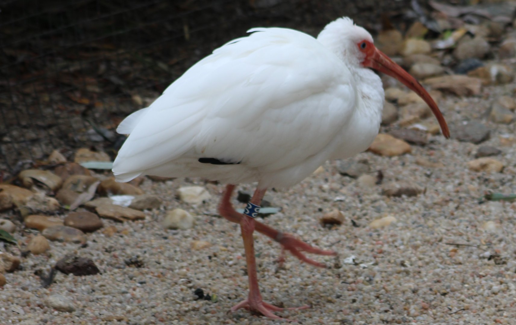 American white ibis