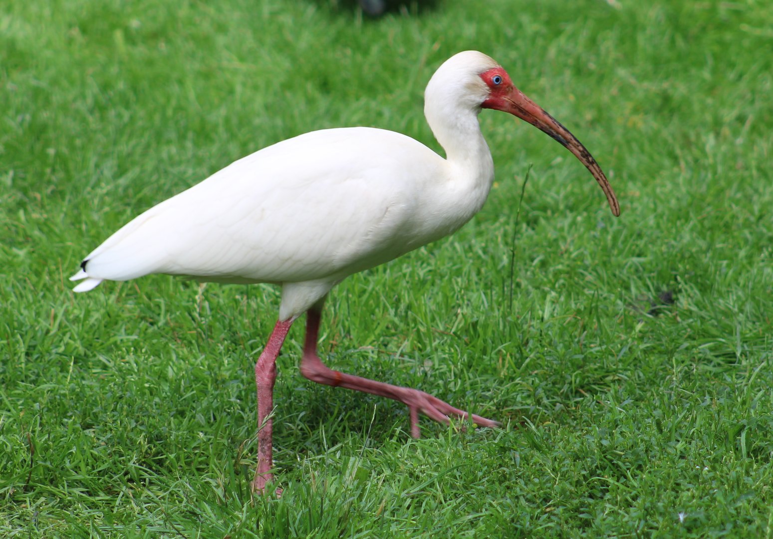 American white ibis