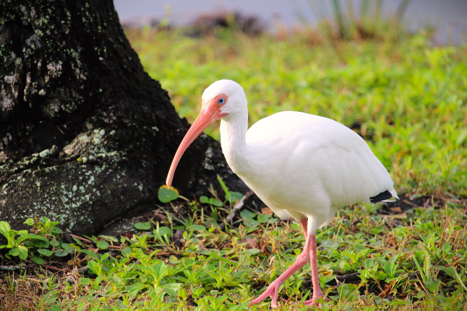 American White Ibis