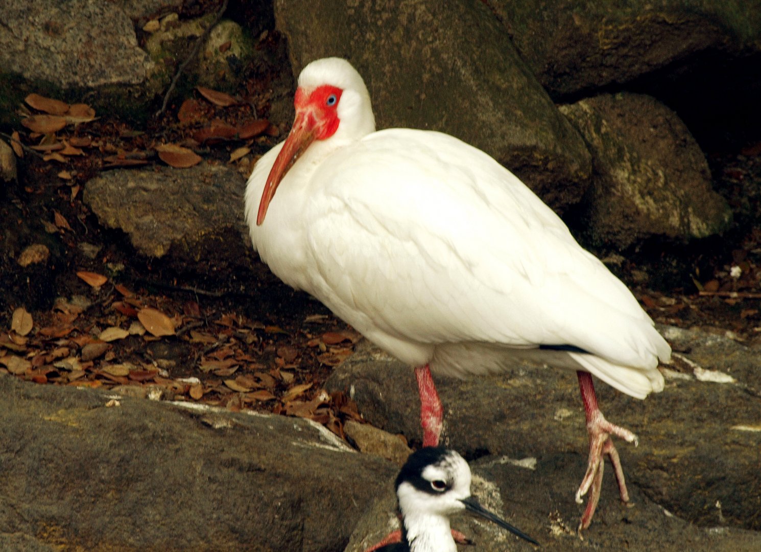 American white ibis