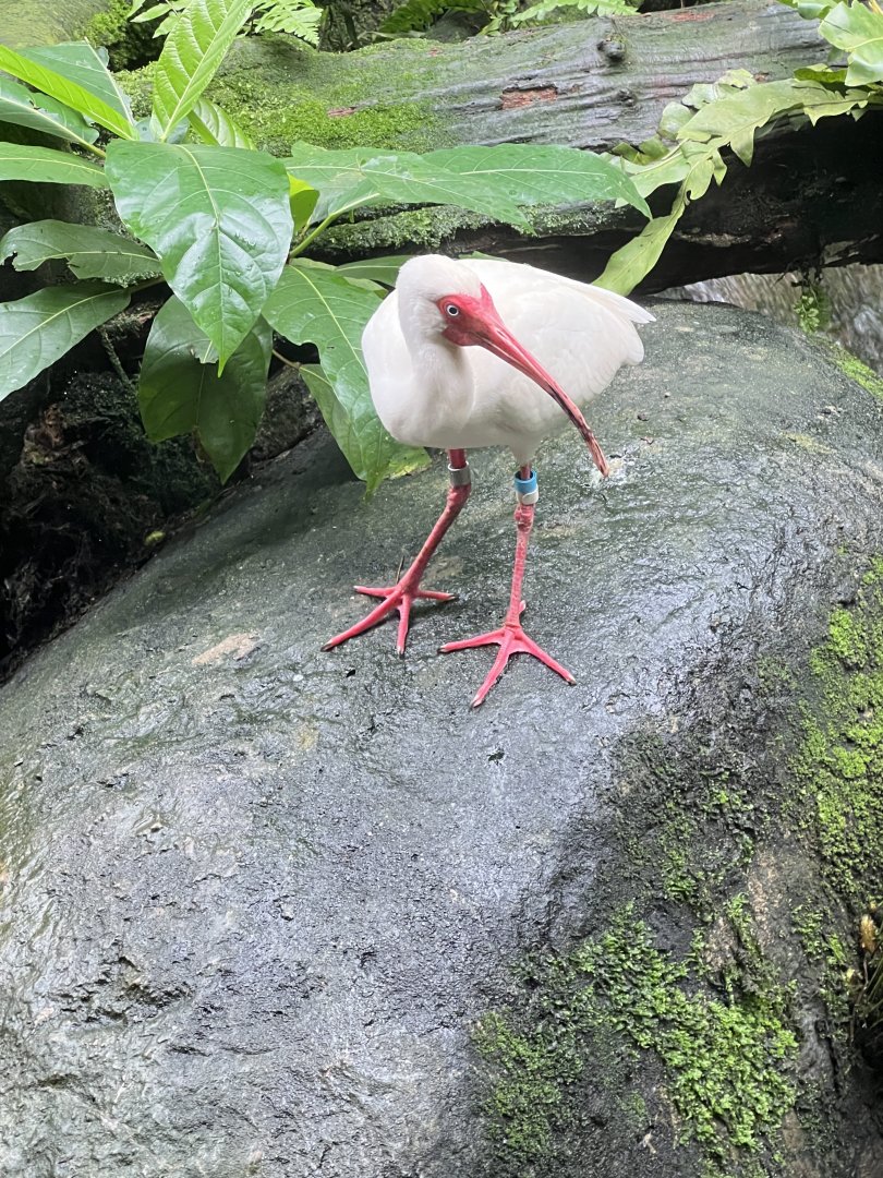 American White Ibis