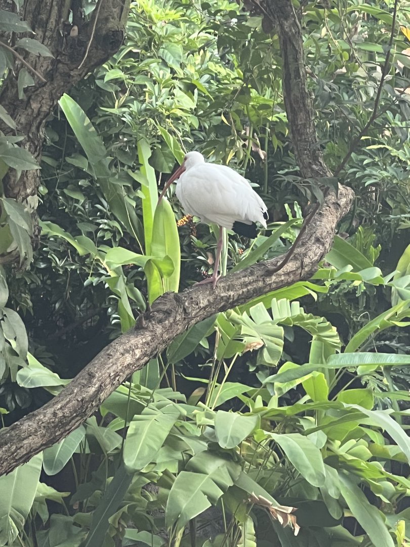 American White Ibis