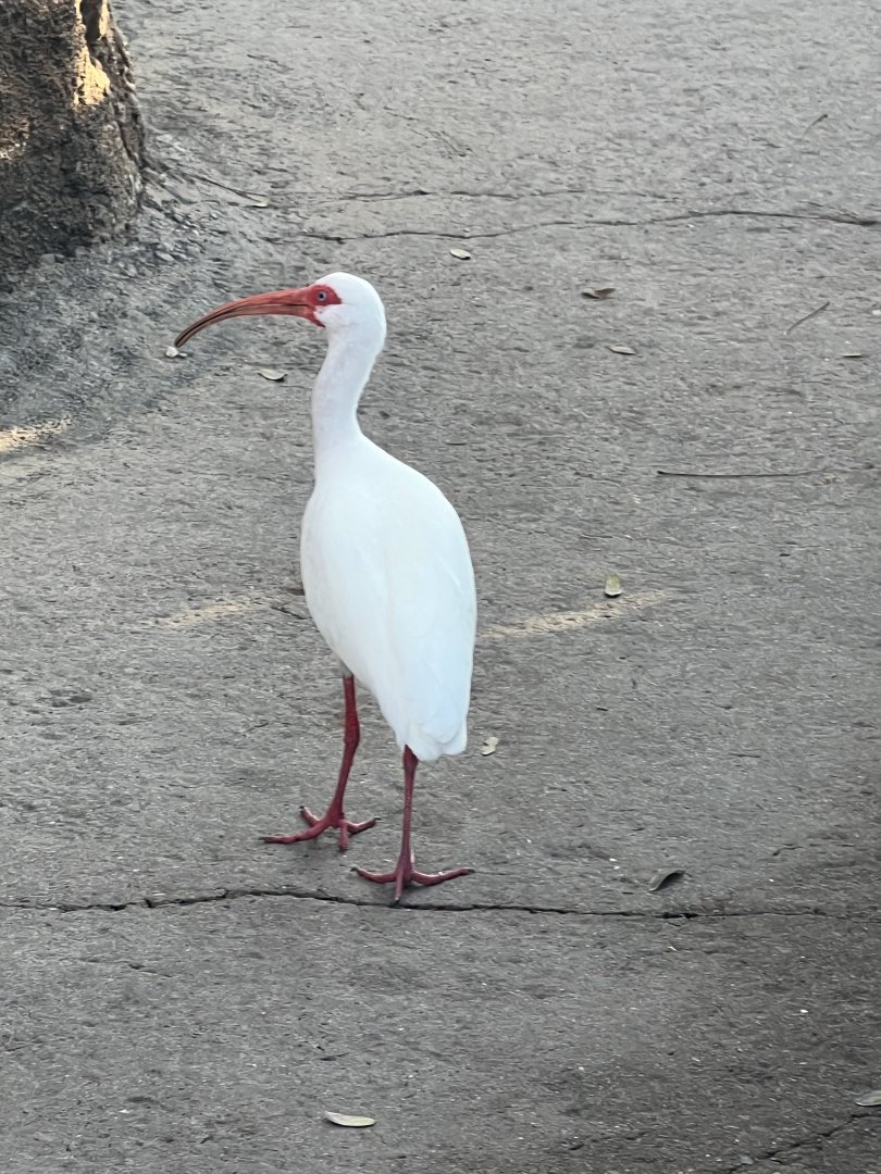 American White Ibis