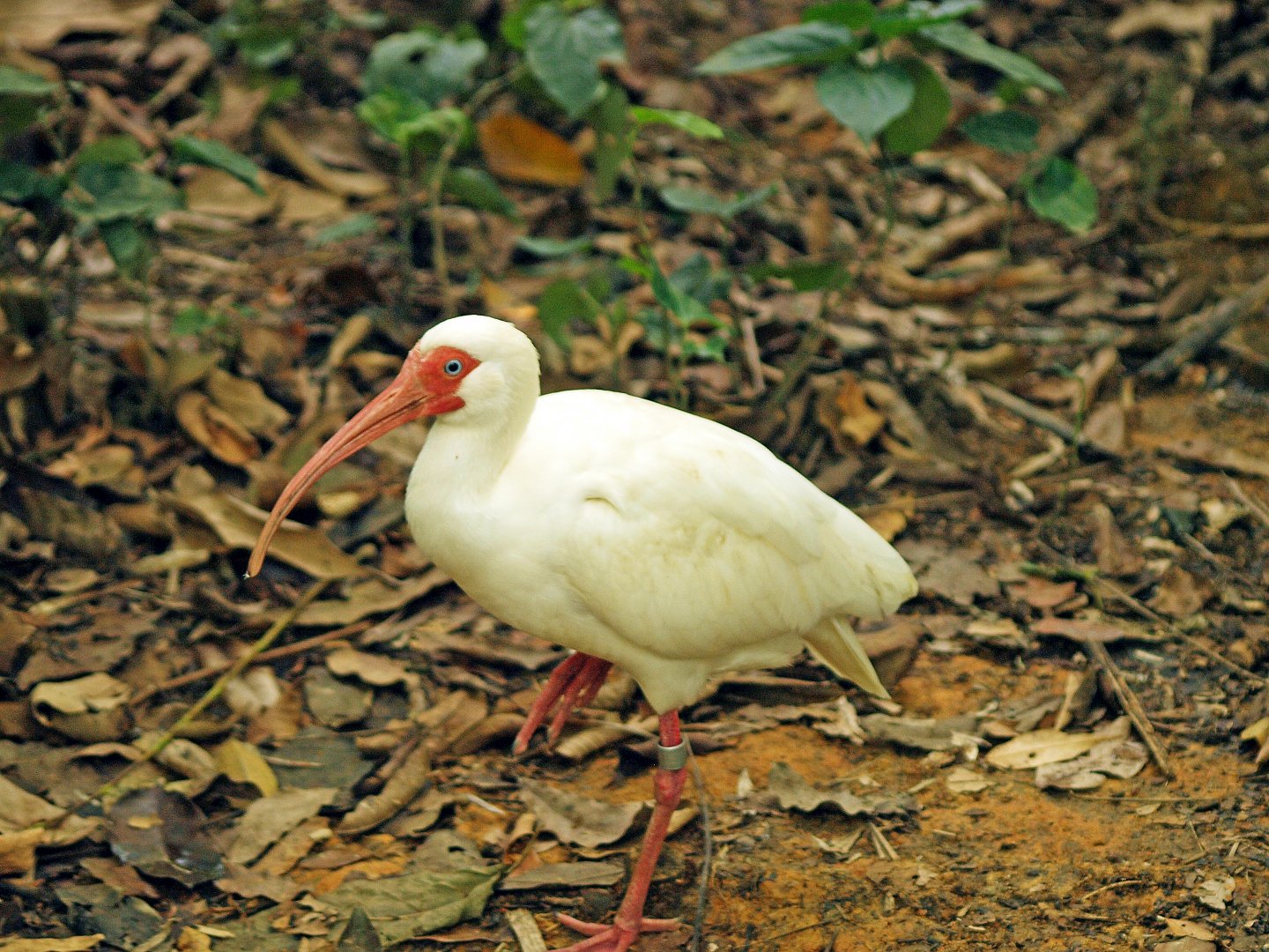 American white ibis