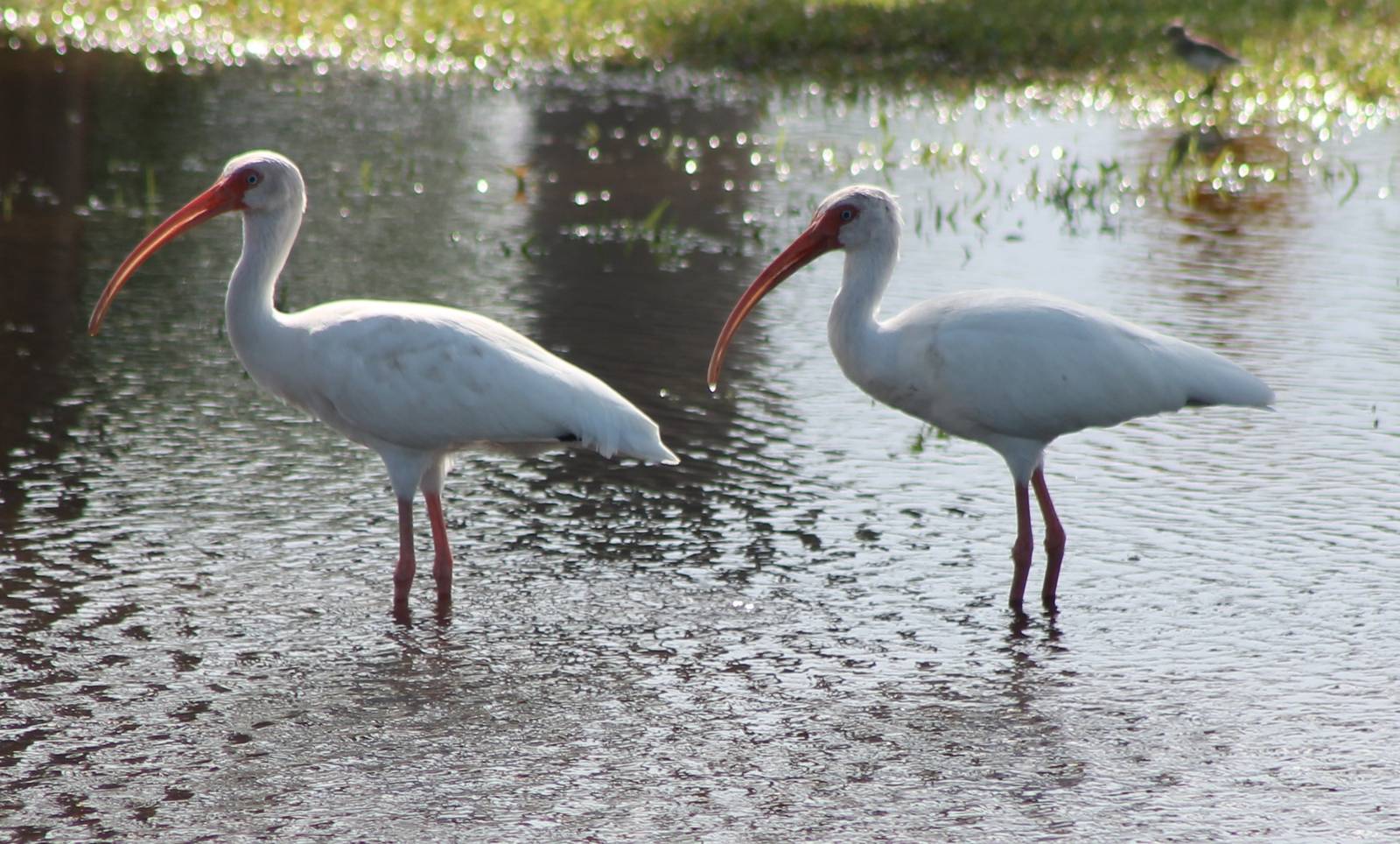 American white ibisses