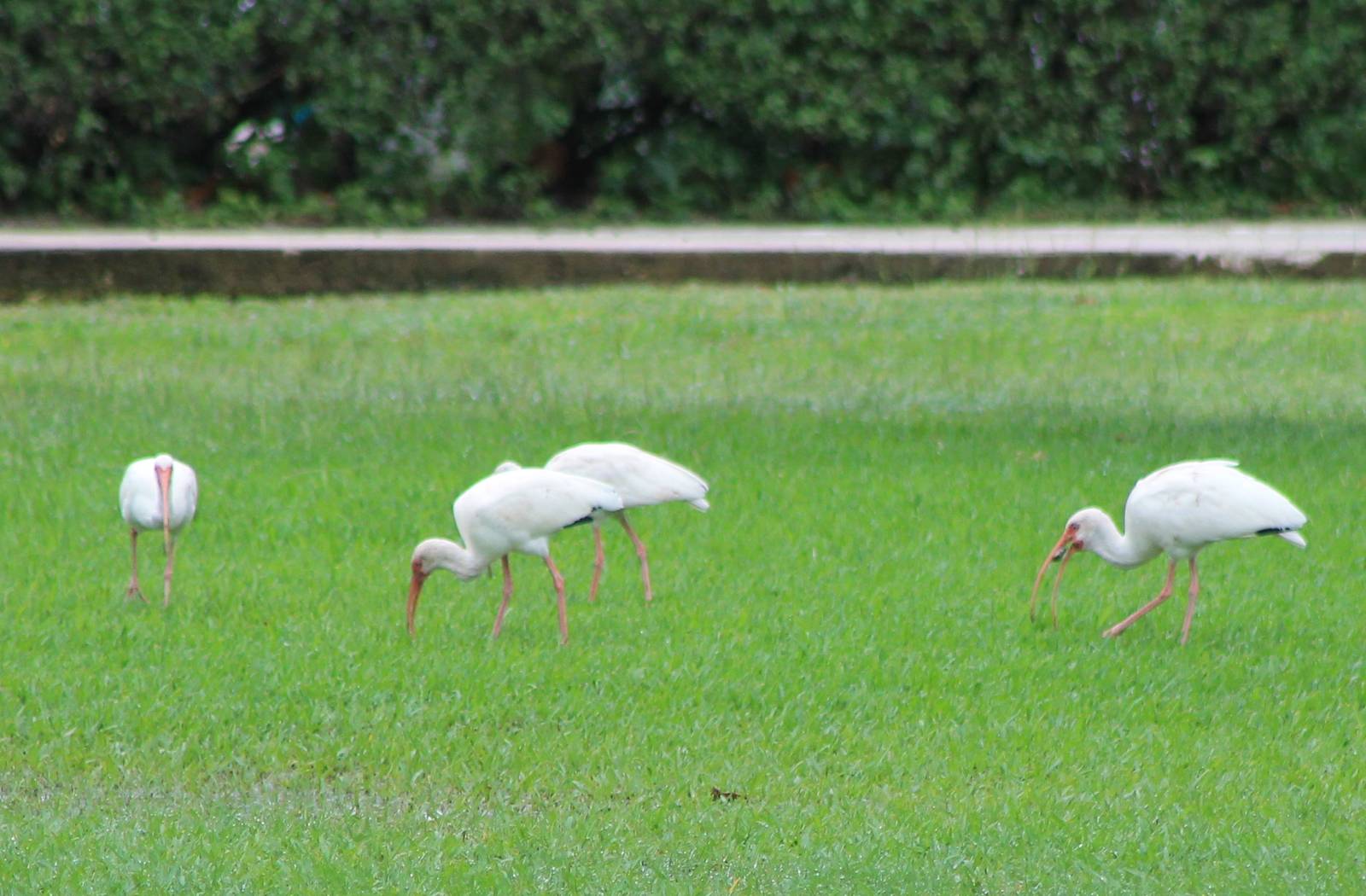 American white ibisses