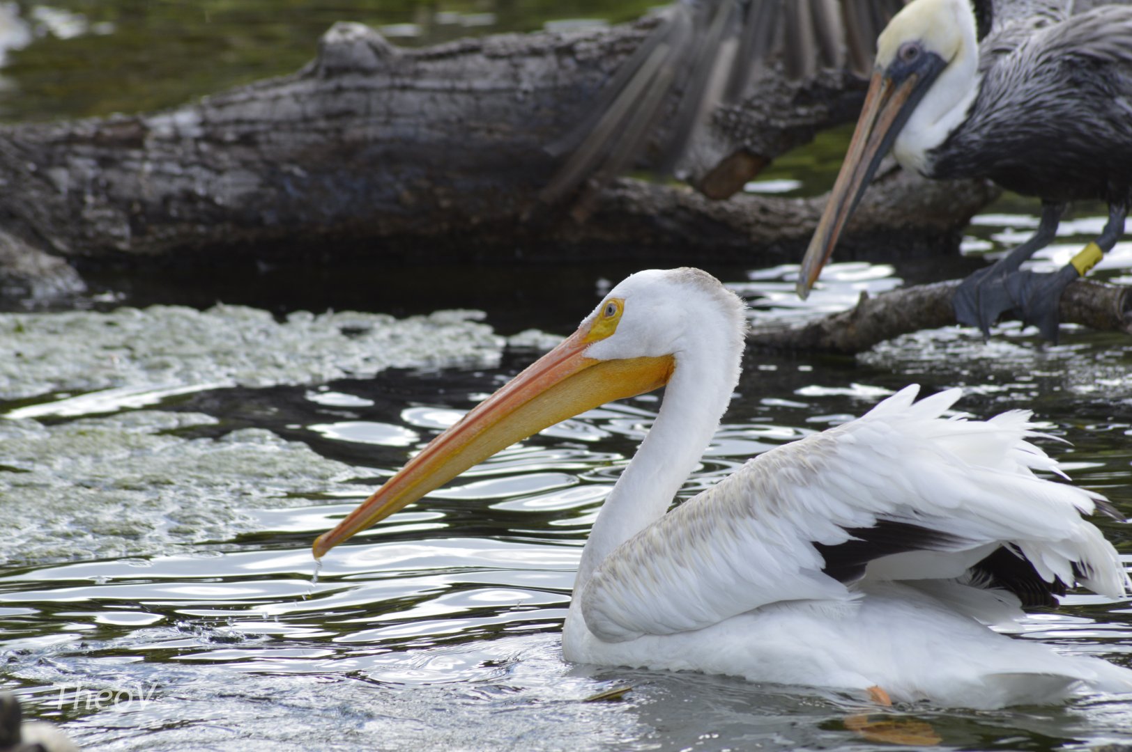 American white pelican [2017]