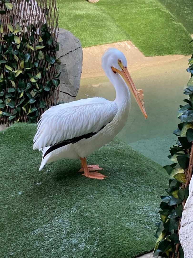 American white pelican (3/3/24)