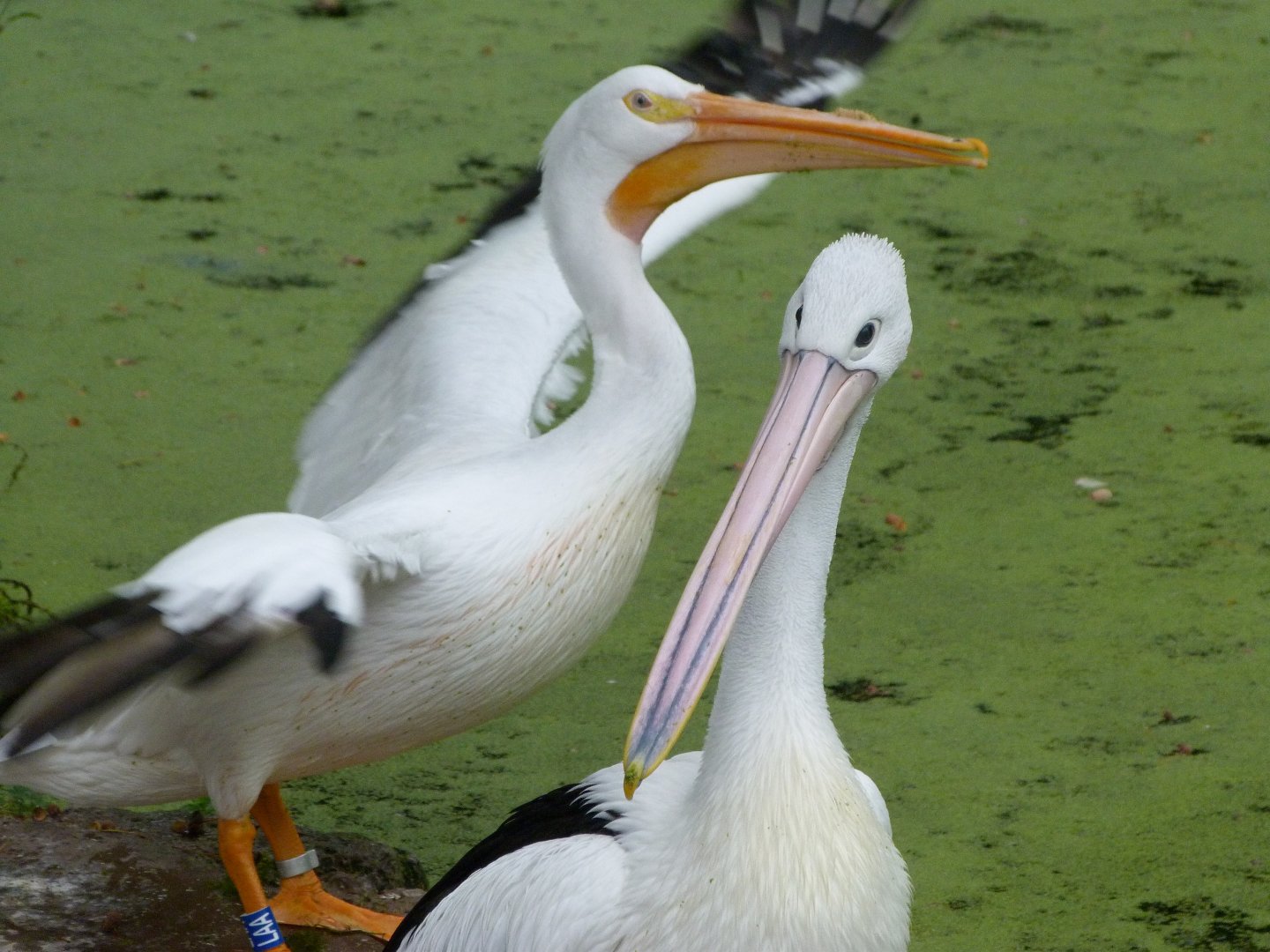 American white pelican and Australian pelican -Zoologischer Garten Berlin (2024)