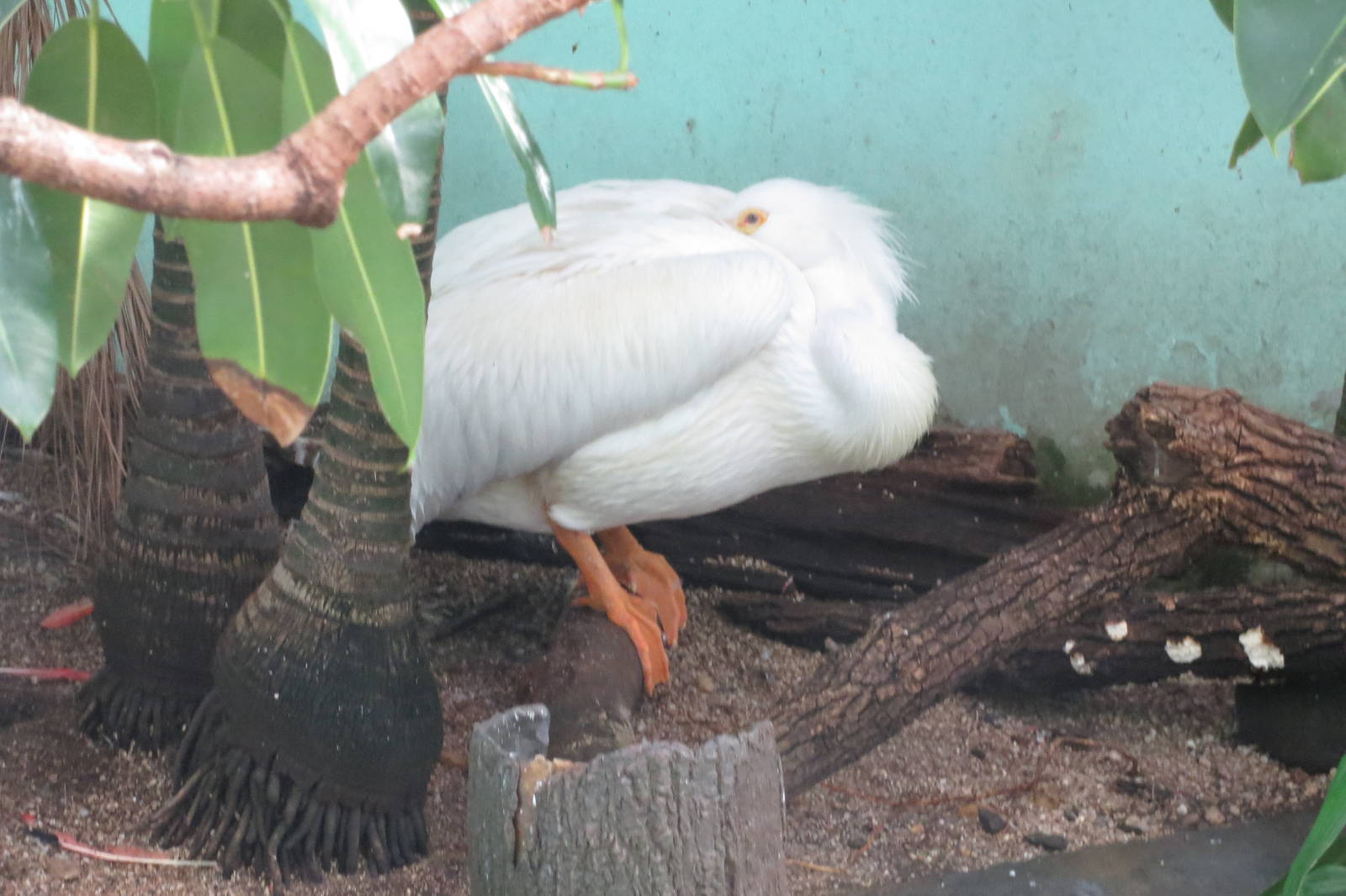 American White Pelican - Aquatic Birds House 031215