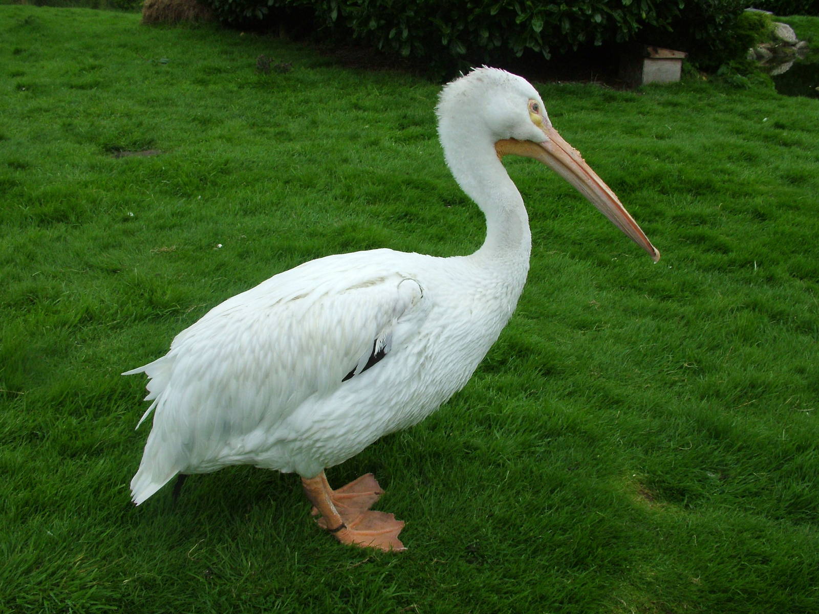 American White Pelican at Blackbrook Sept 2008