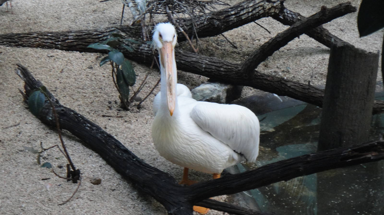 American white pelican at Bronx zoo 2014-12-29