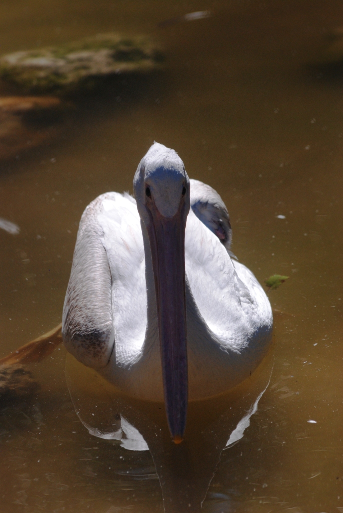 American White Pelican at Busch Wildlife Sanctuary, 14/10/13