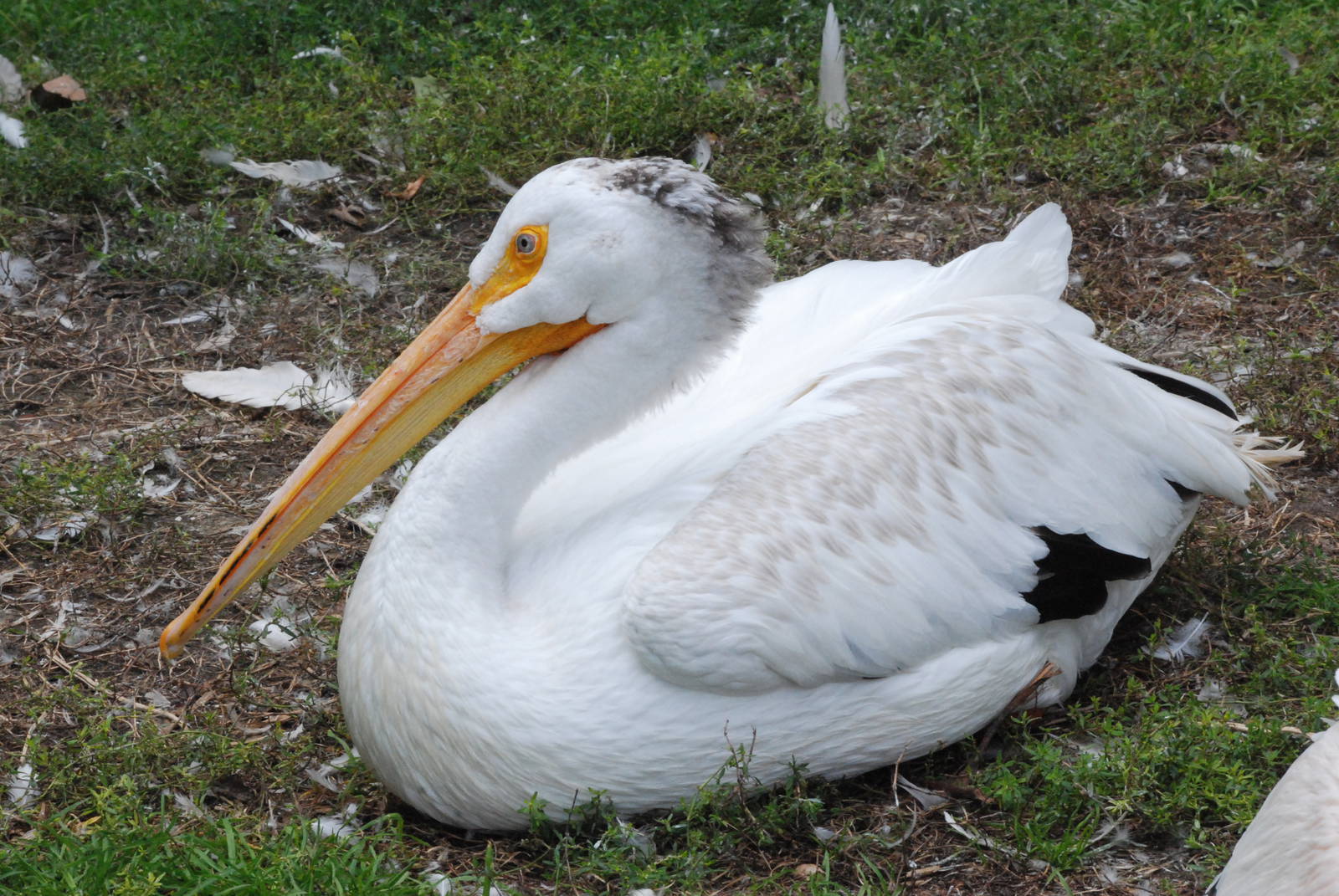 American White Pelican at Tierpark Berlin, 01/09/11
