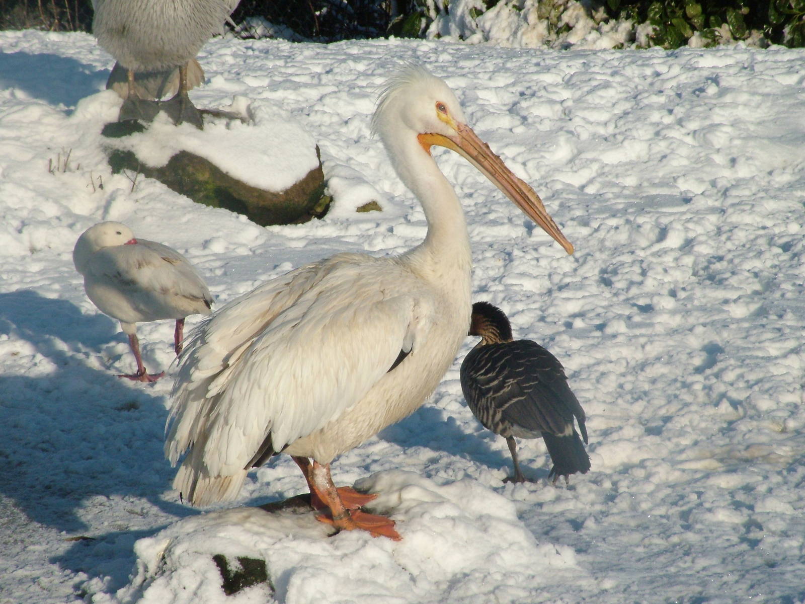 American White Pelican, Blackbrook in the Snow, 03/01/10
