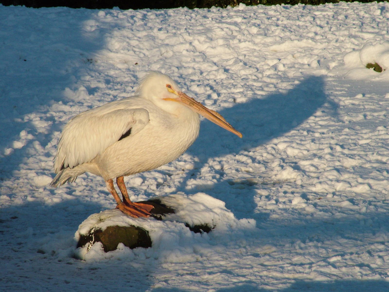 American White Pelican, Blackbrook in the Snow, 03/01/10