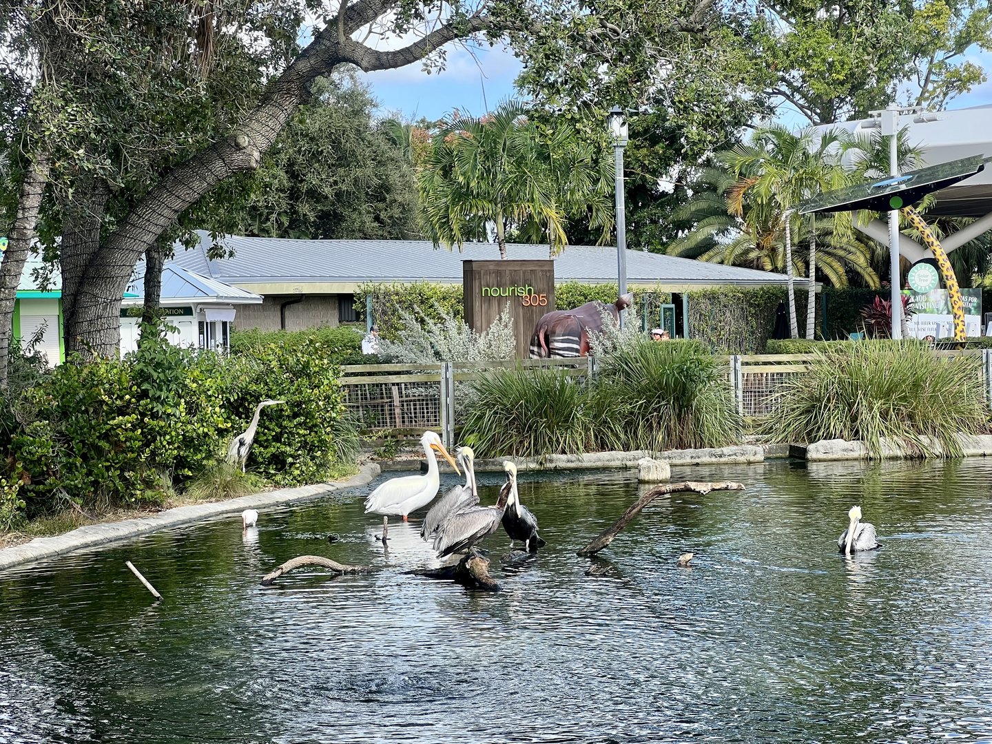 American White Pelican, Brown Pelican, and Great Blue Heron