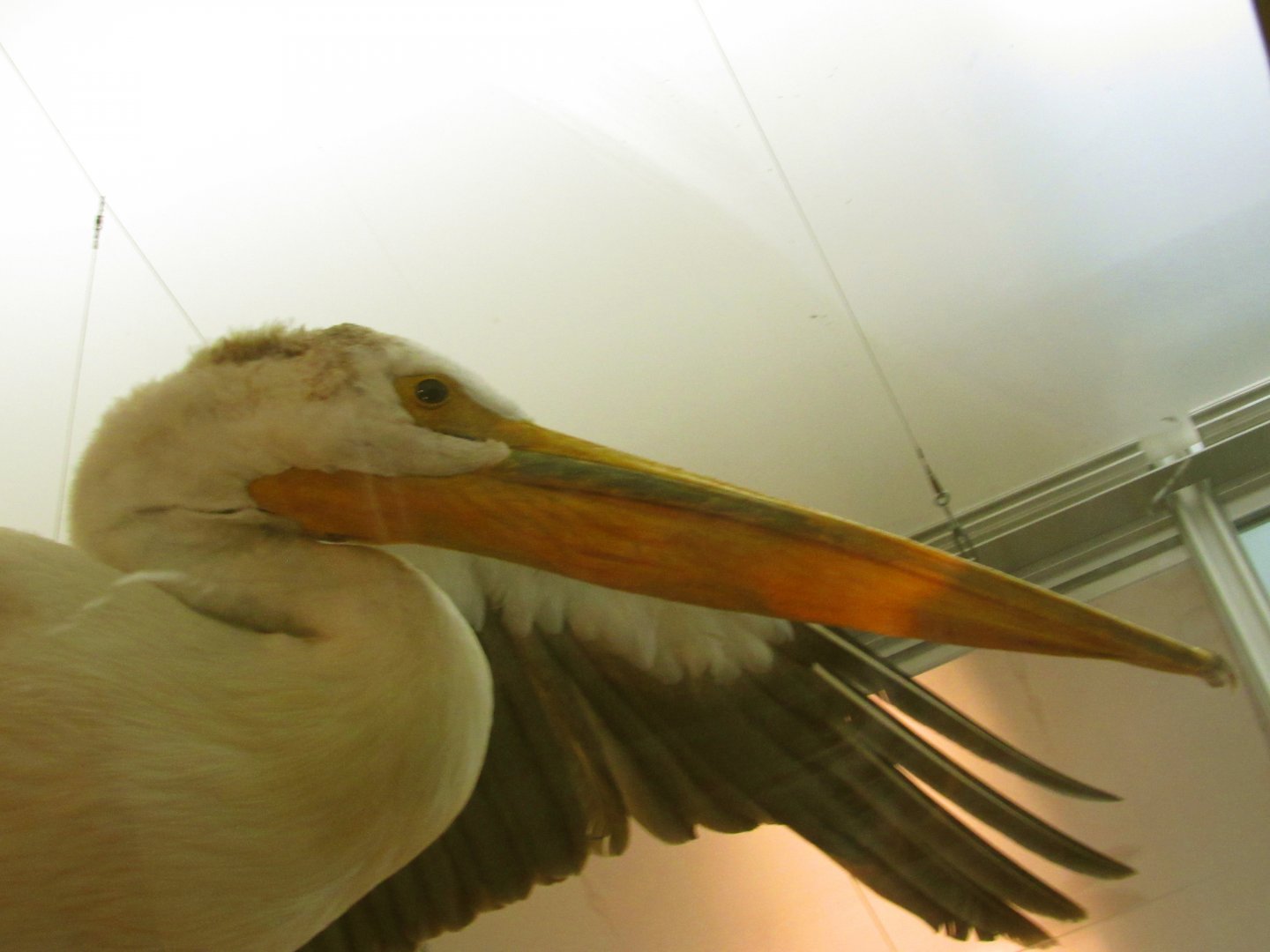 American White Pelican Closeup