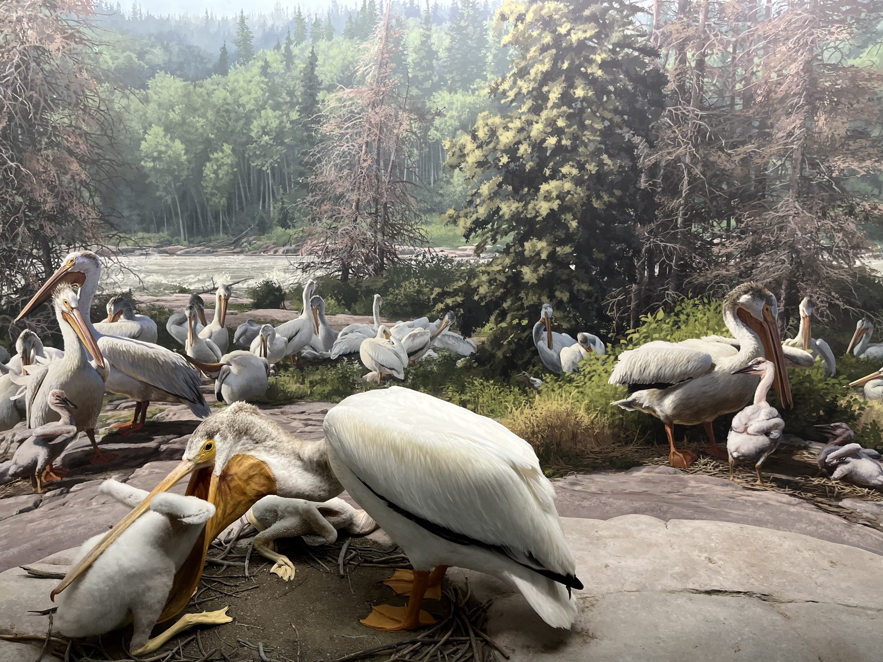American White Pelican Diorama