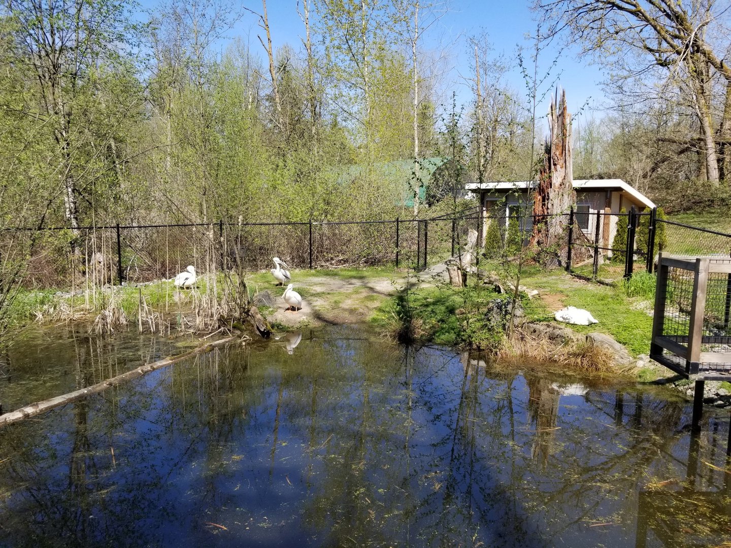 American white pelican enclosure