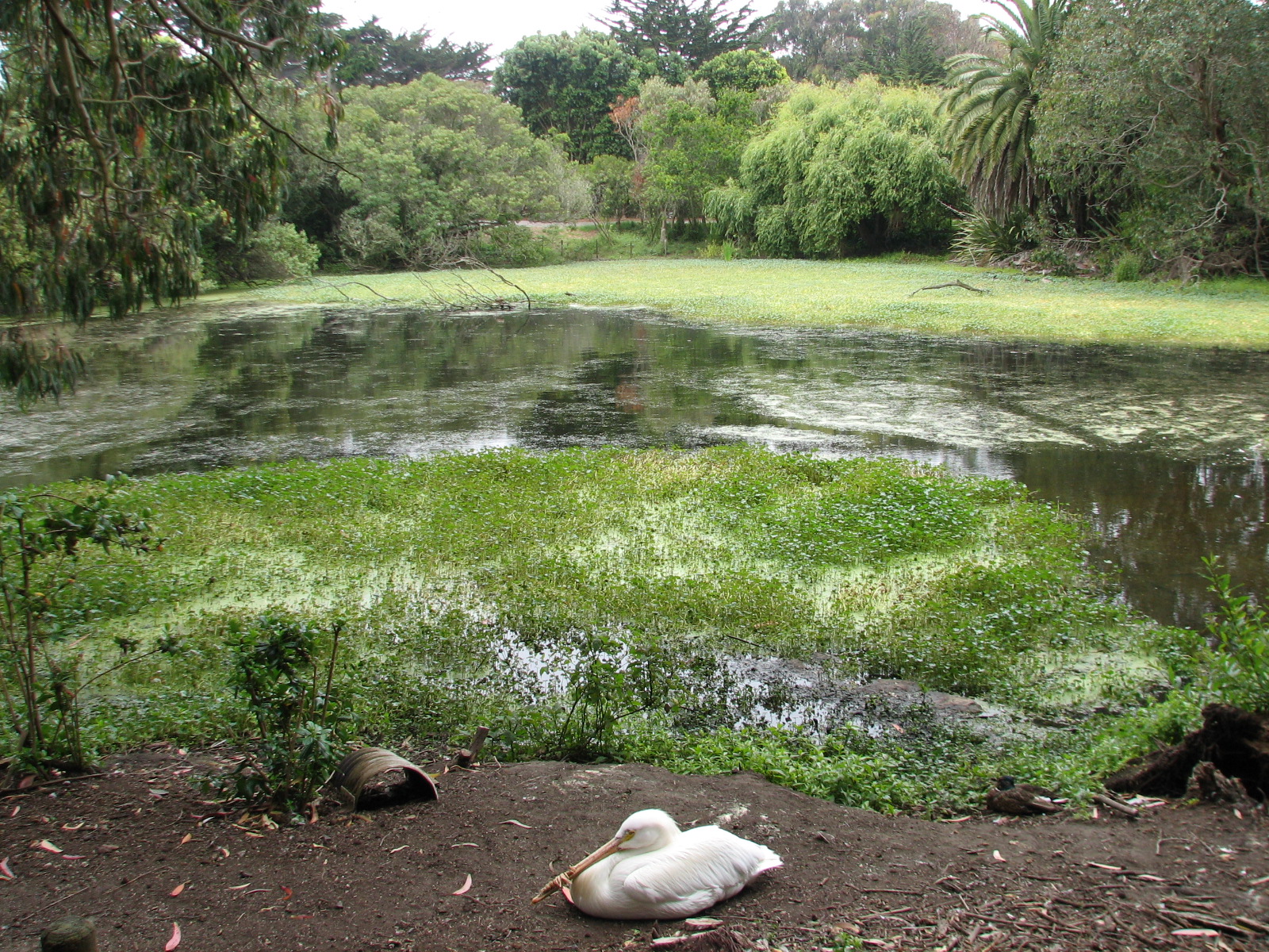 American White Pelican Exhibit