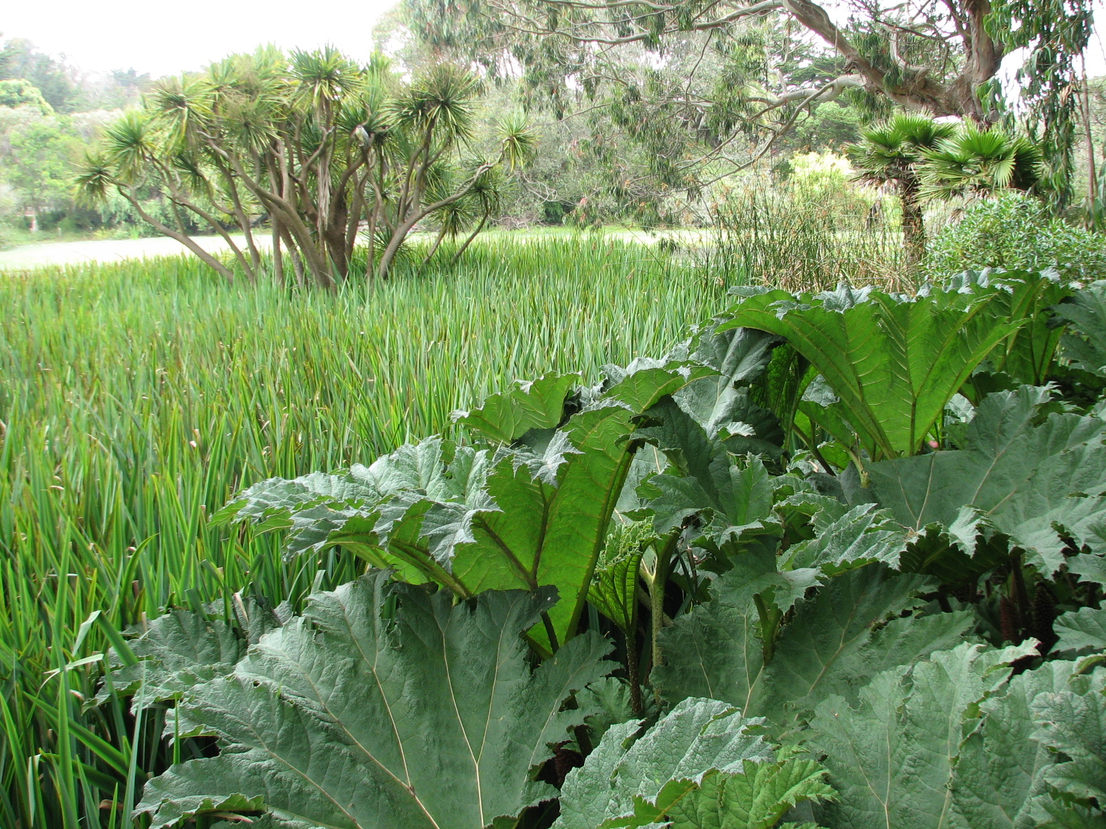 American White Pelican Exhibit