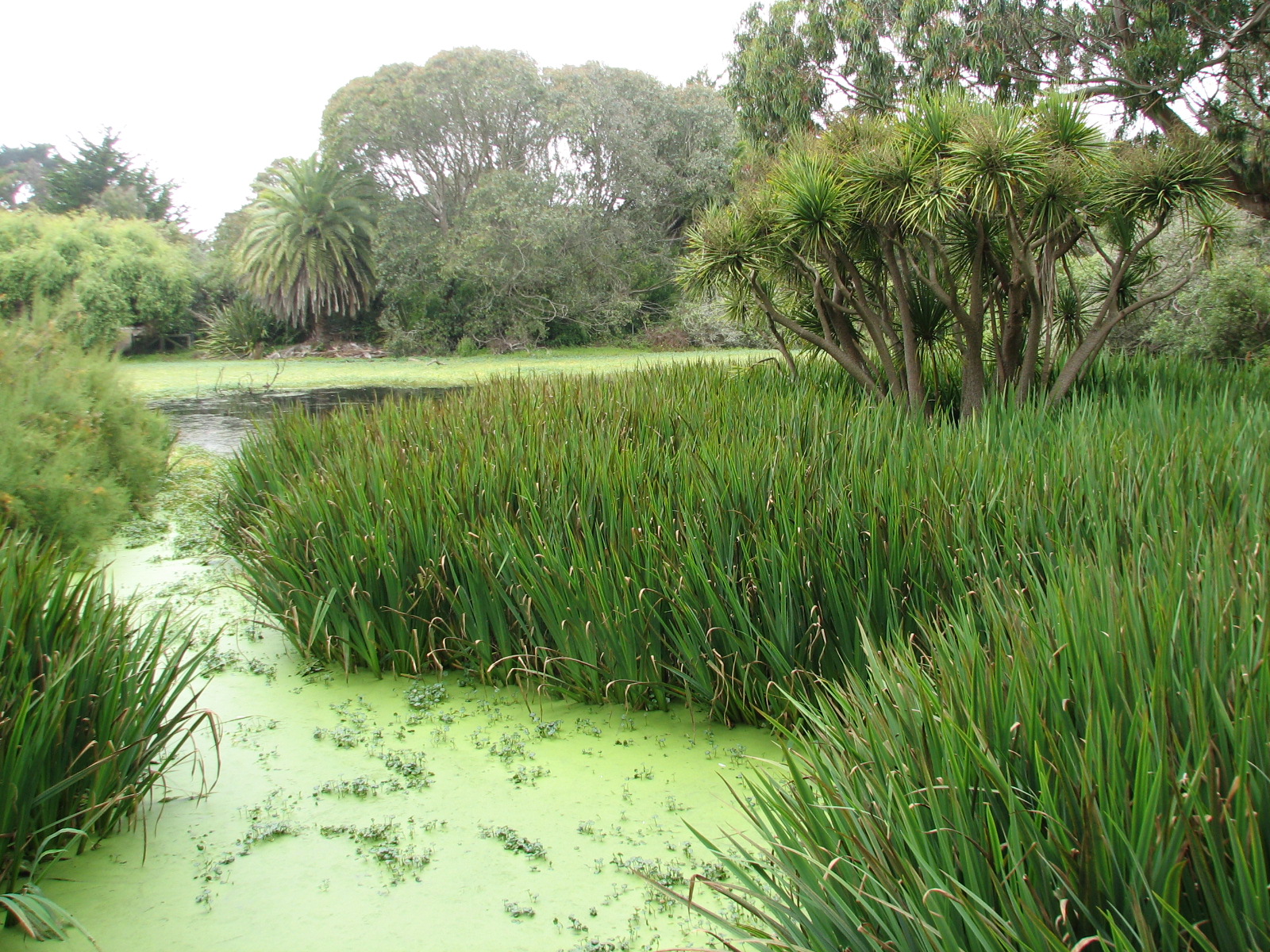 American White Pelican Exhibit