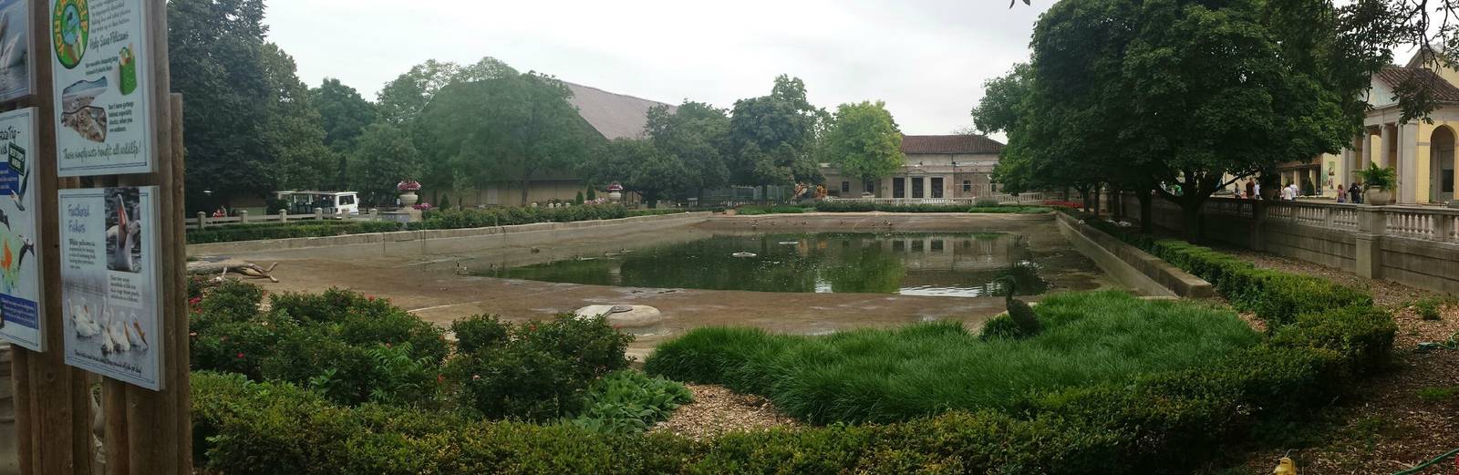American White Pelican Exhibit