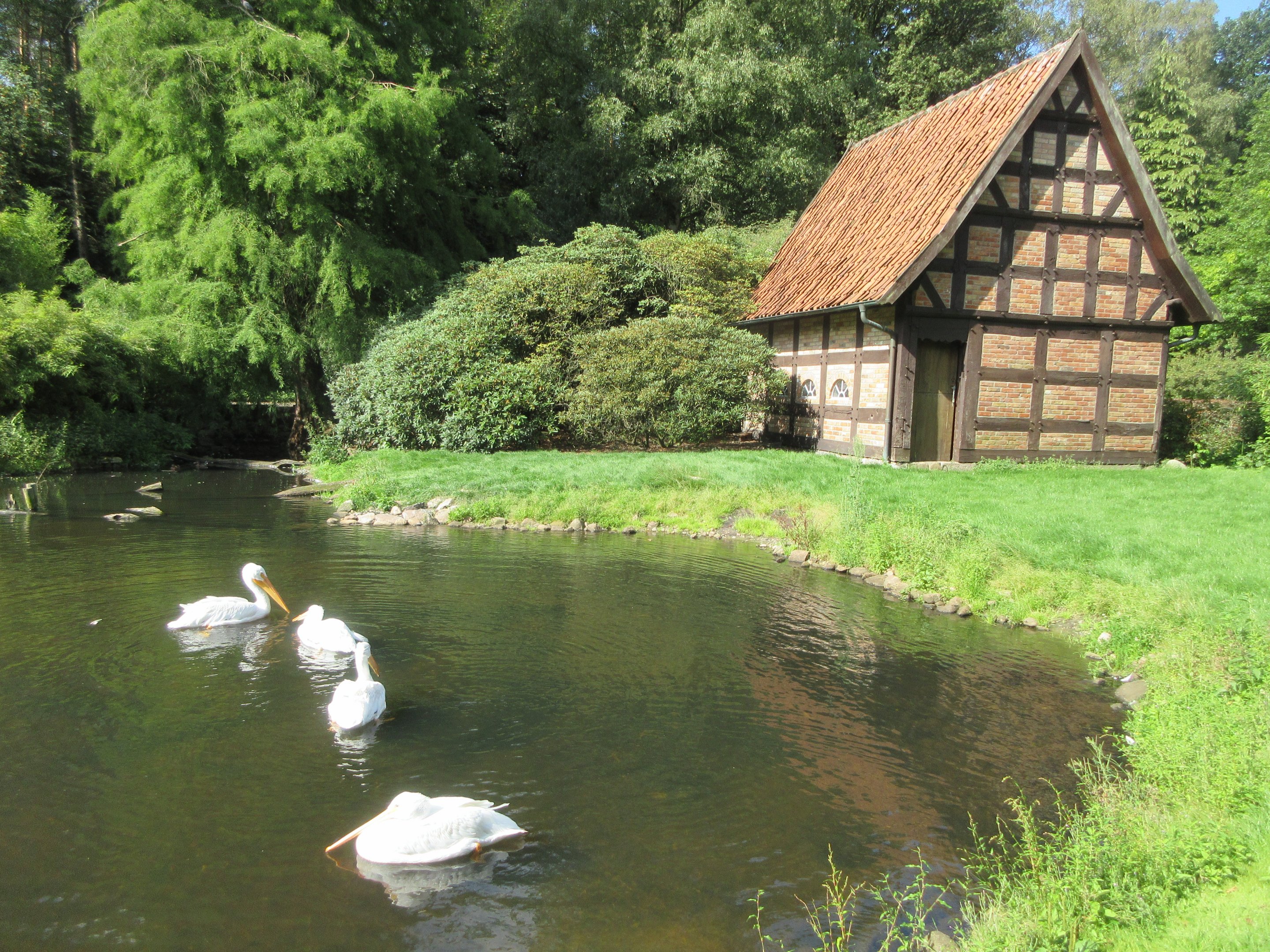American White Pelican Exhibit