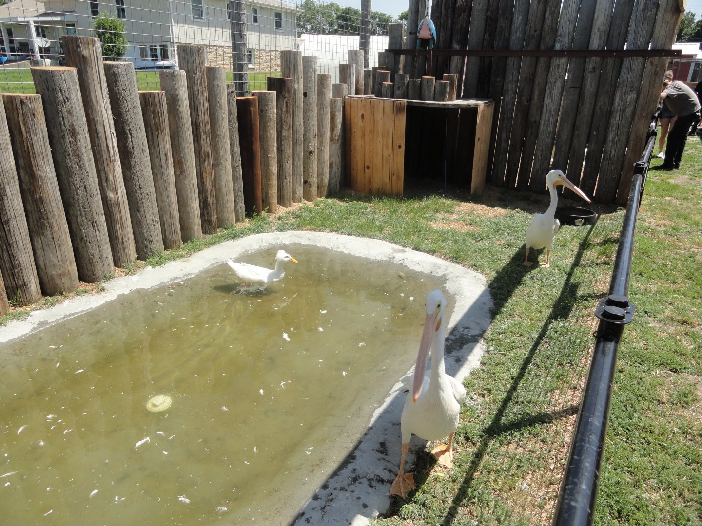 American White Pelican Exhibit