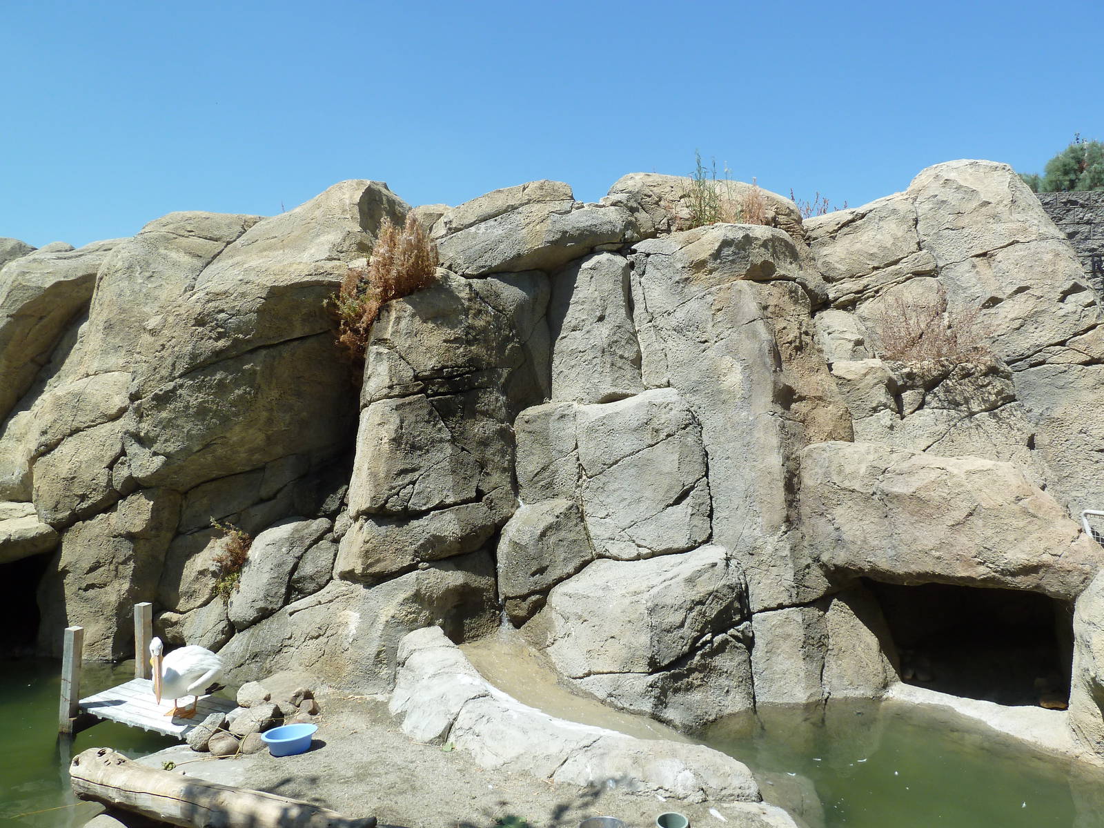 American White Pelican/Herring Gull Exhibit