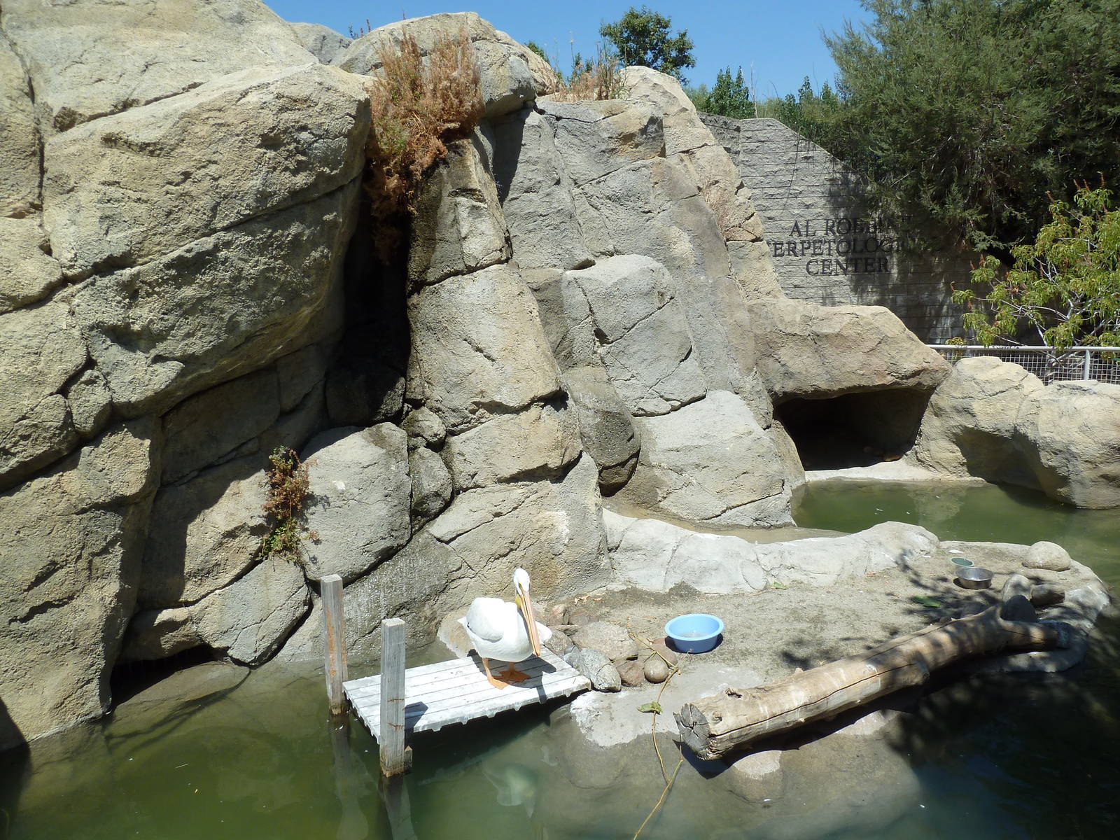 American White Pelican/Herring Gull Exhibit
