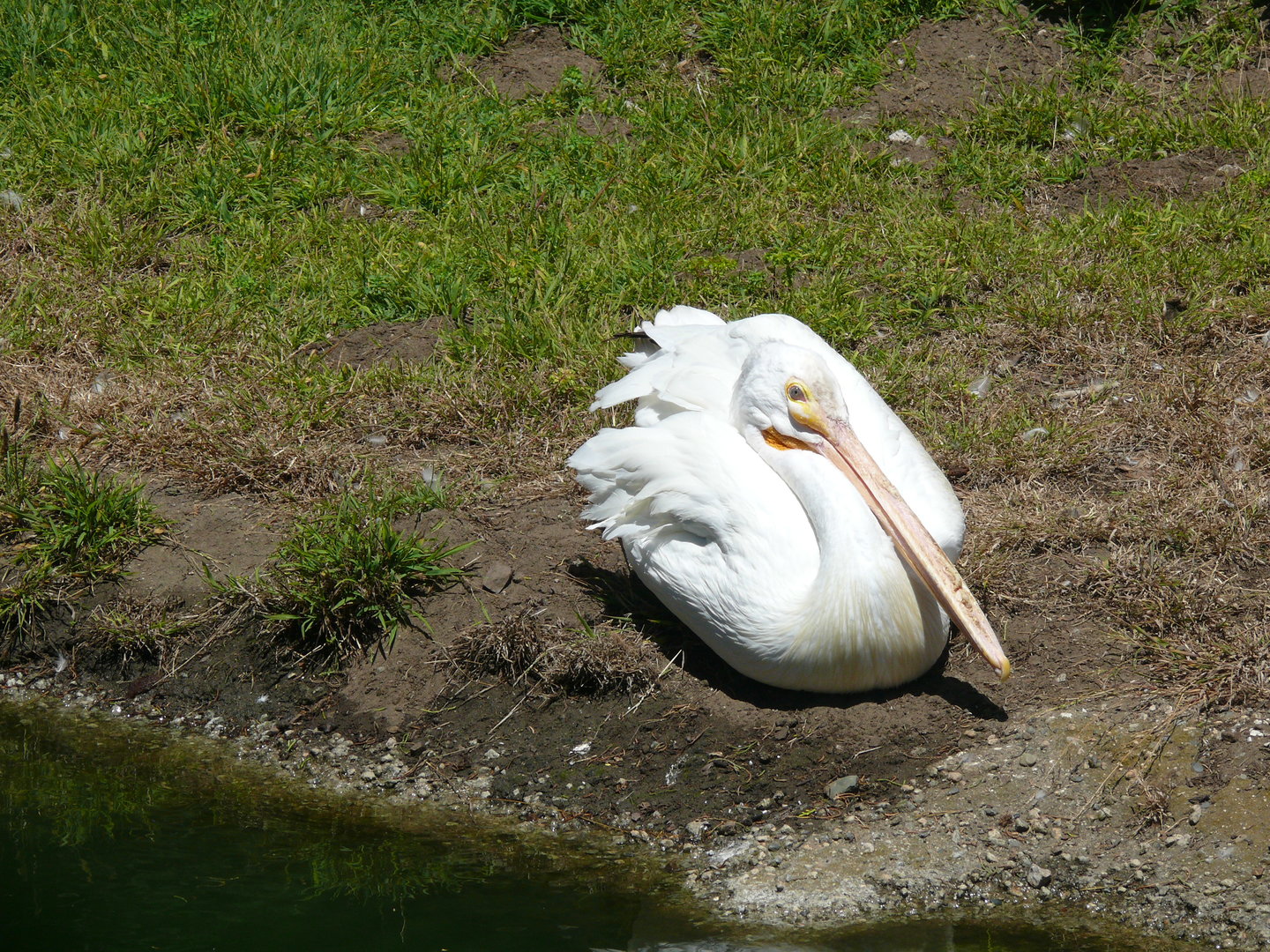 American White Pelican - July 8th 2023
