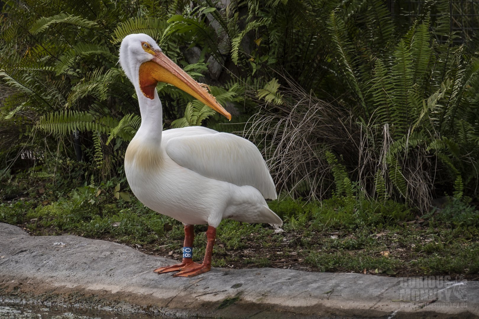 American White Pelican (pelecanus erythrorhynchos) 05/22