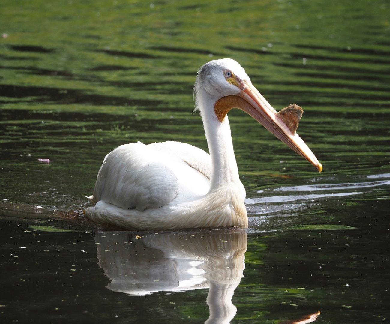 American white pelican (Pelecanus erythrorhynchos), 2024-05-21