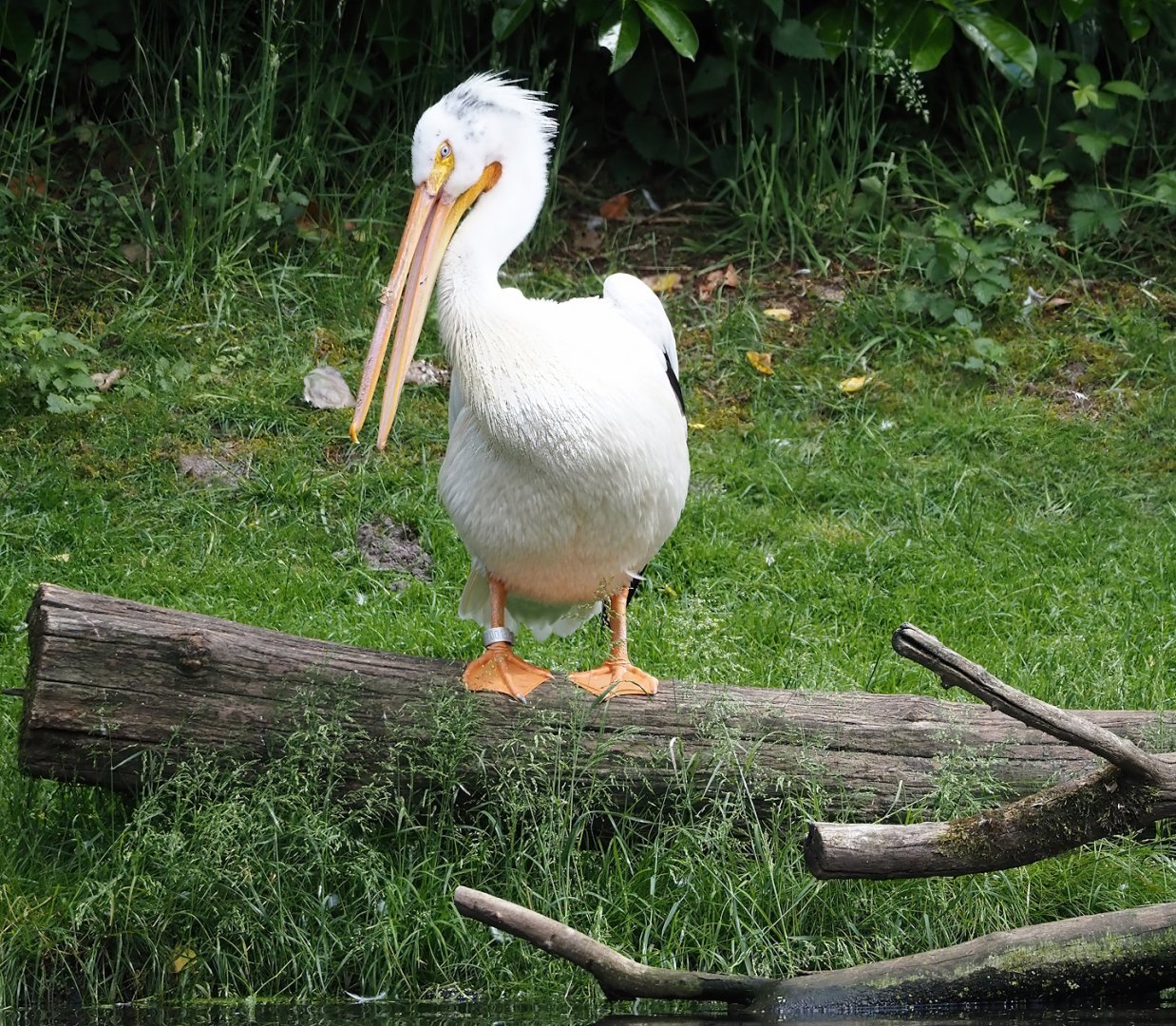 American white pelican (Pelecanus erythrorhynchos), 2024-05-23