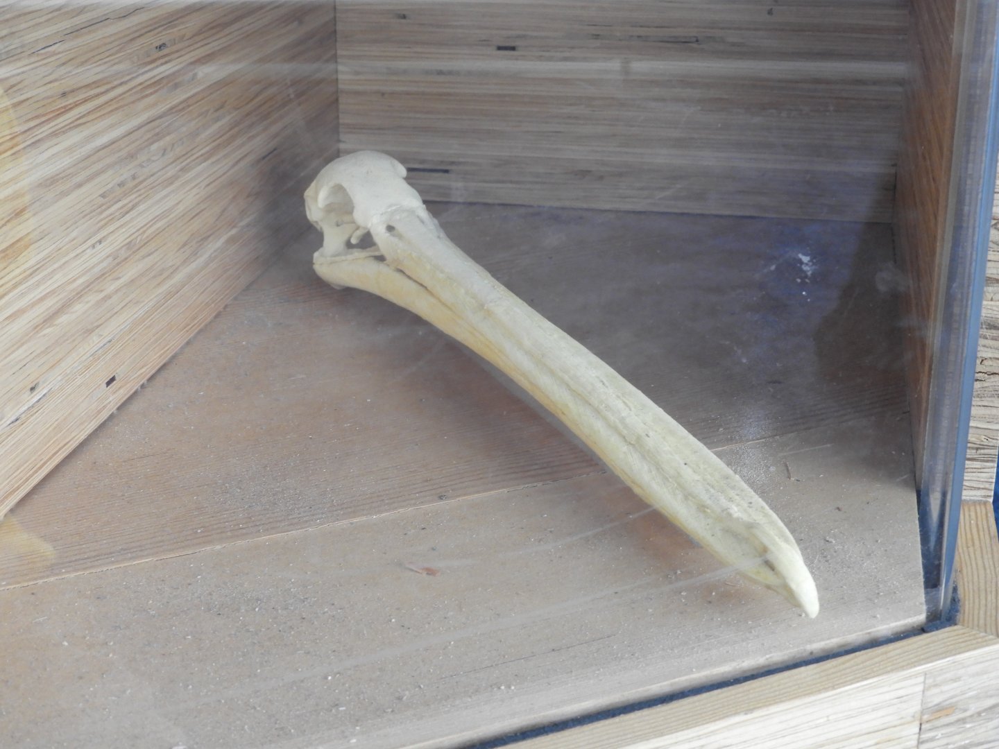 American White Pelican (Pelecanus erythrorhynchos) skull - Great Lakes Future - Reiman Aquarium