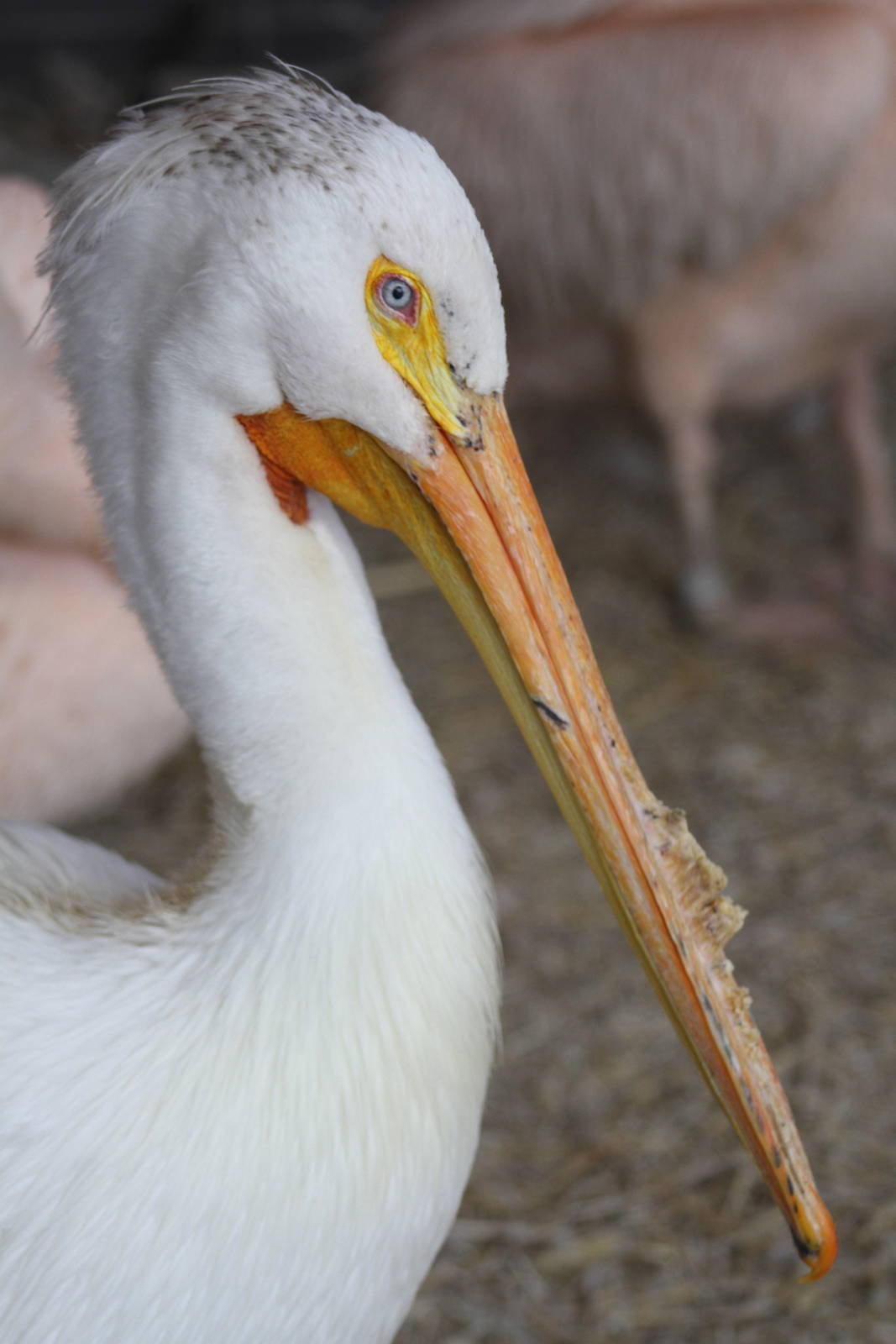 American White Pelican (Pelecanus erythrorhynchos)