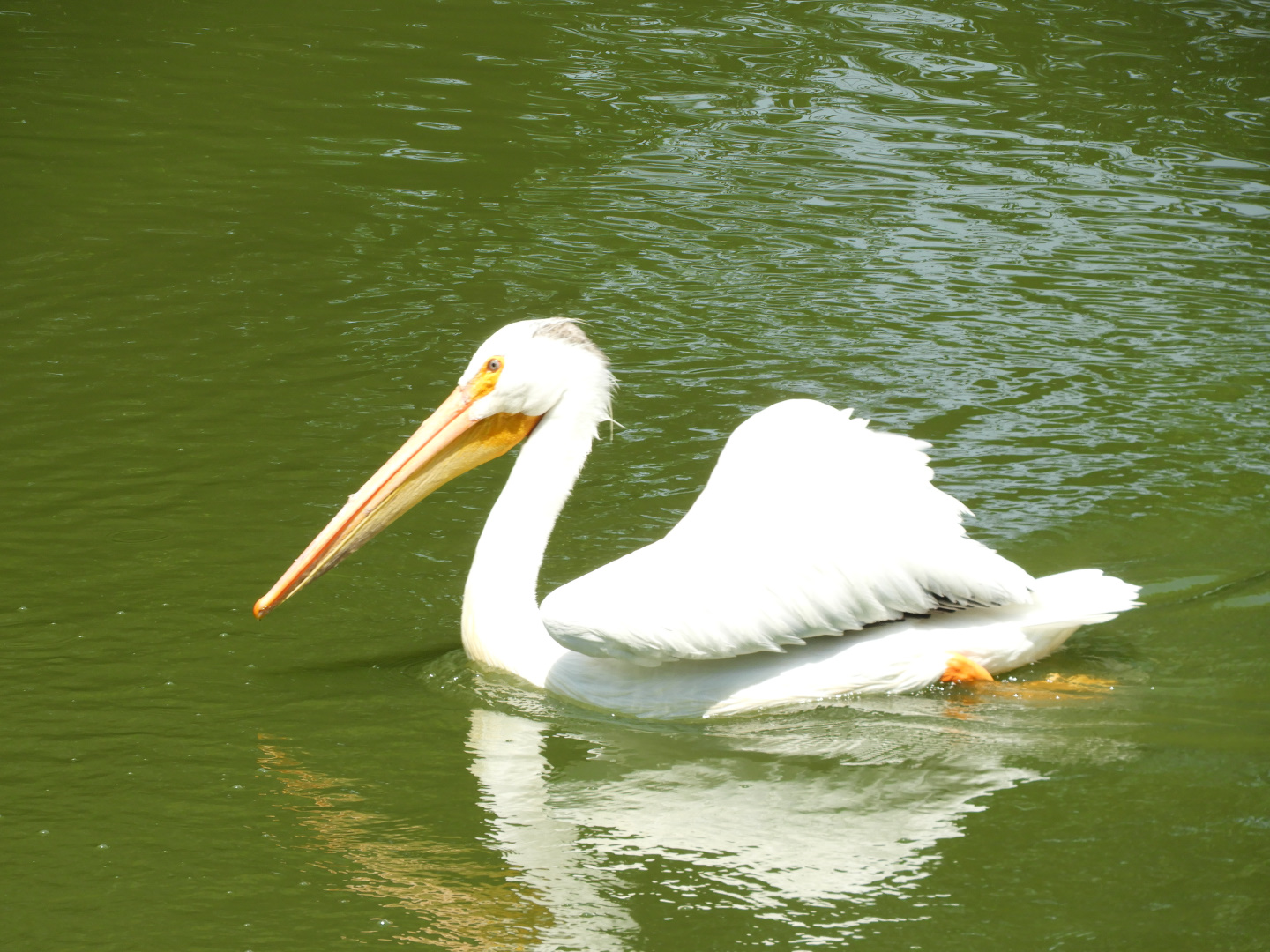 American White Pelican (Pelecanus erythrorhynchos)