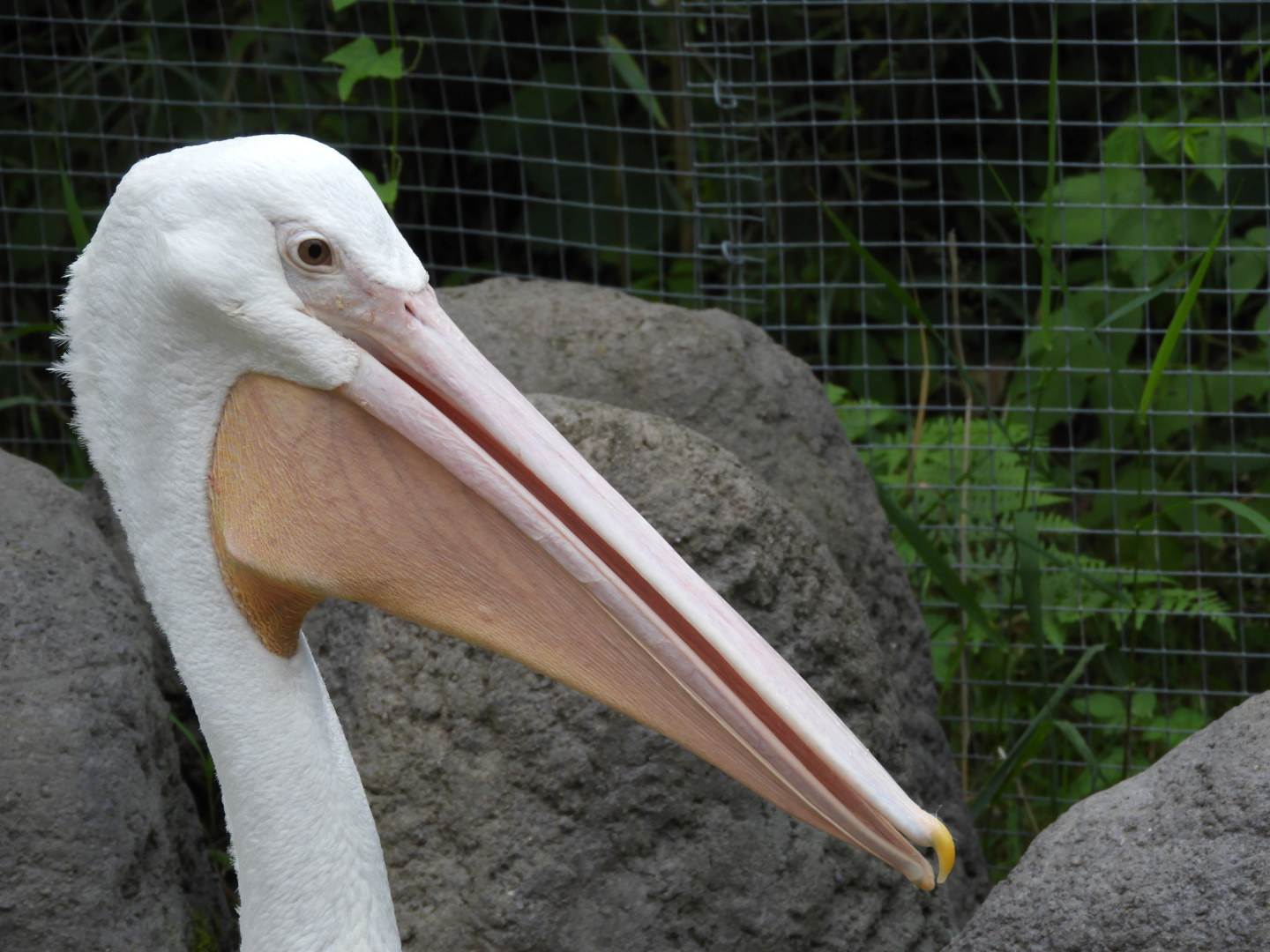 American White Pelican (Pelecanus erythrorhynchos)