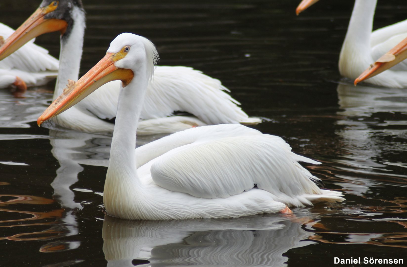 American white pelican (Pelecanus erythrorhynchos)
