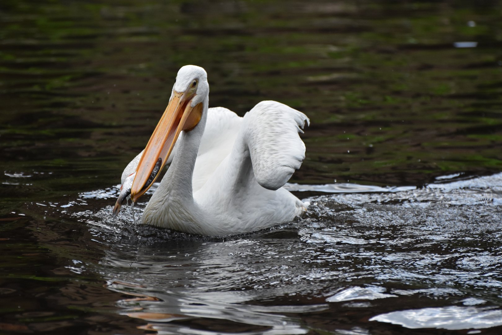 American White Pelican Pelecanus erythrorhynchos